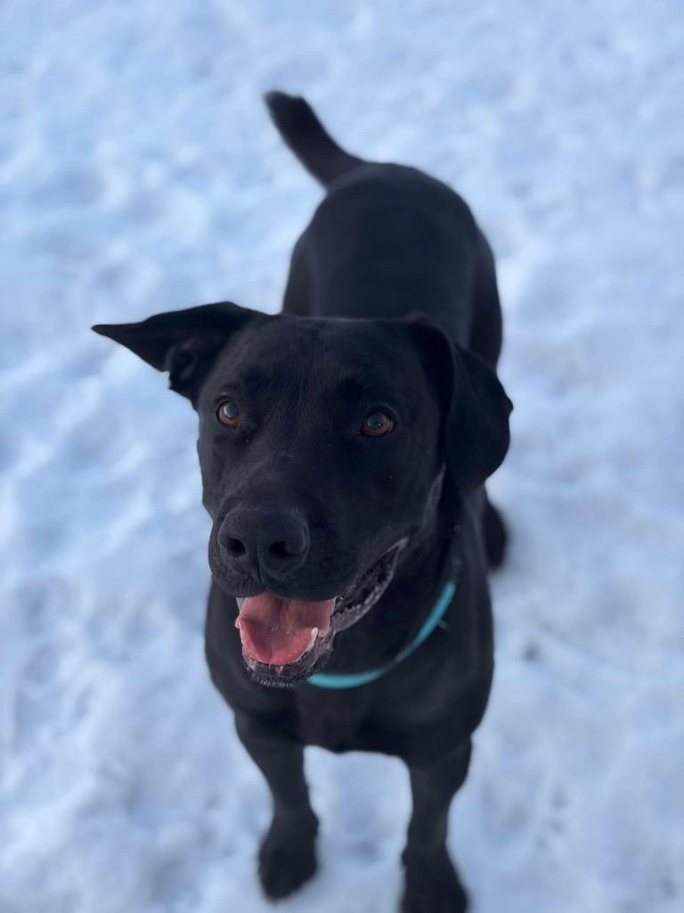 Enlarge CC13 Canis "Major, a Adoptable mixed breed in Ashland, WI image 6/6