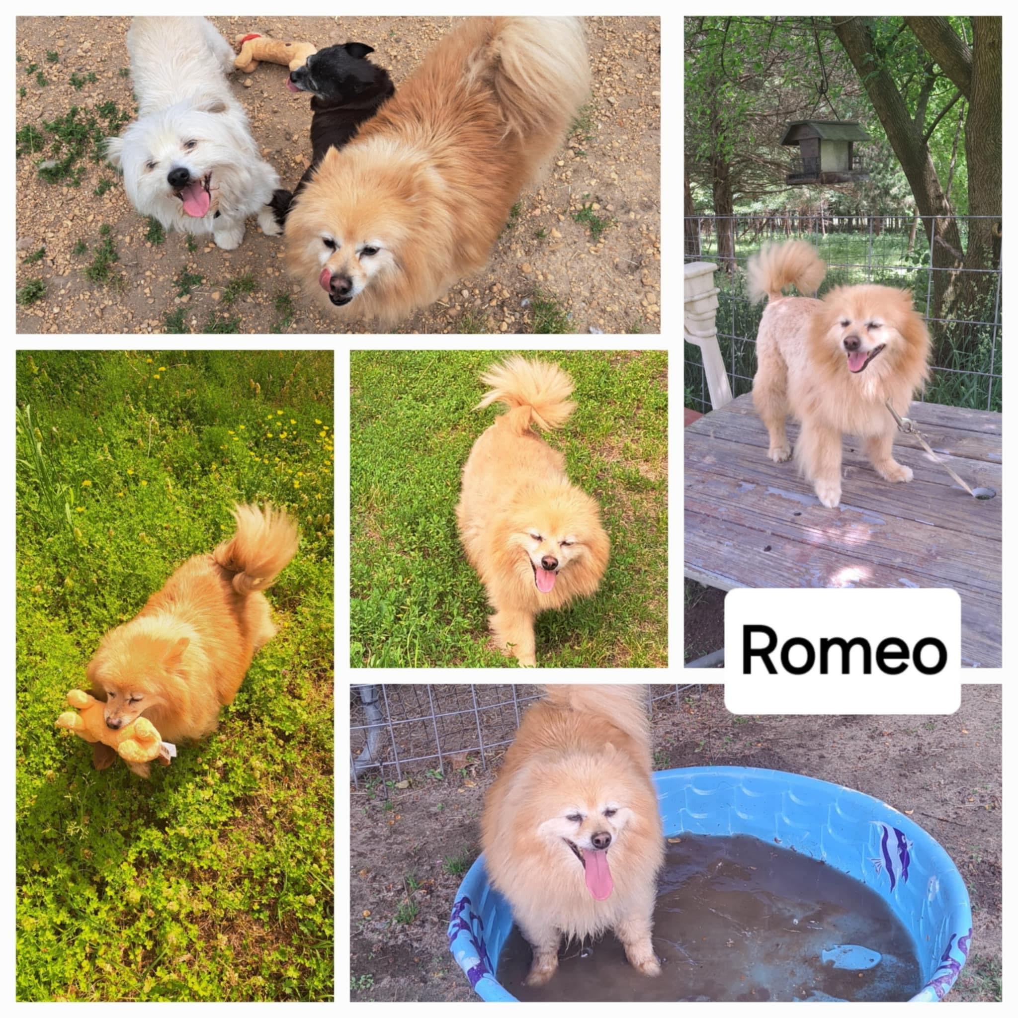 Romeo