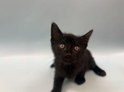 Ares, Adoptable, Kitten Male Domestic Short Hair & Domestic Short Hair.