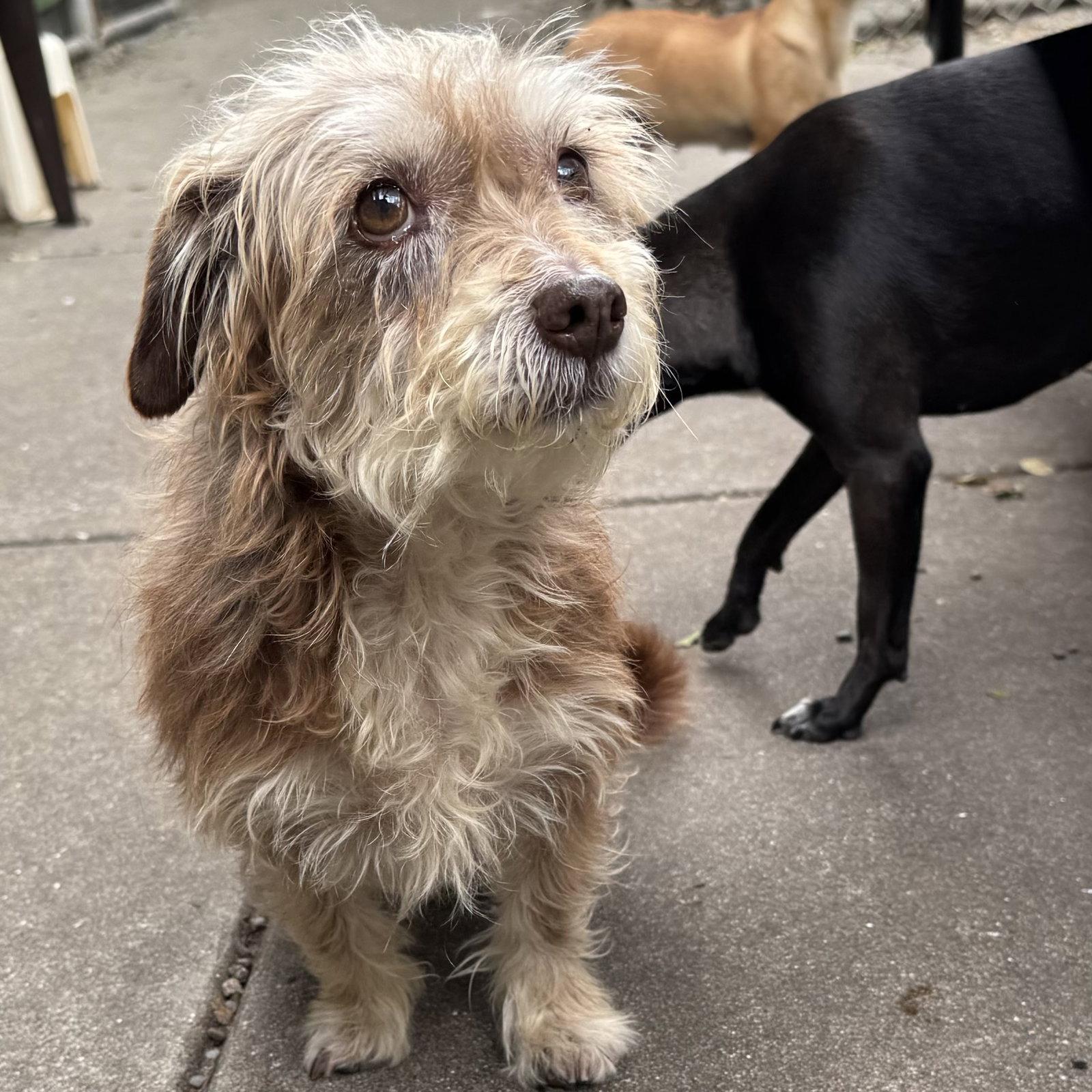 Rochelle, a Adopted Terrier in Oakland, CA image 1/3