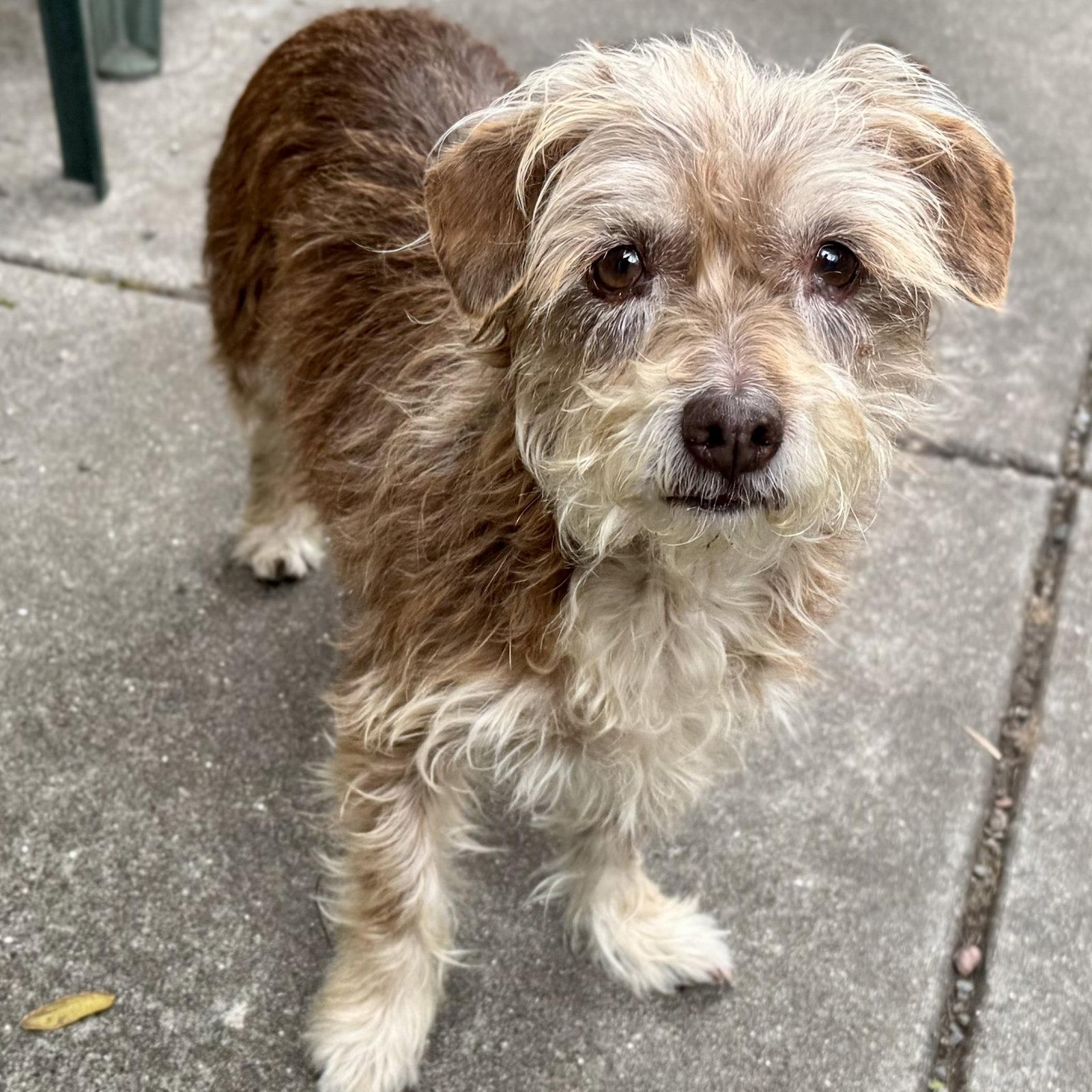 Rochelle, a Adopted Terrier in Oakland, CA image 2/3