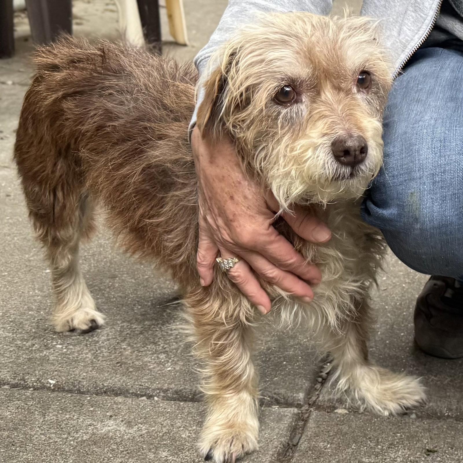 Rochelle, a Adopted Terrier in Oakland, CA image 3/3