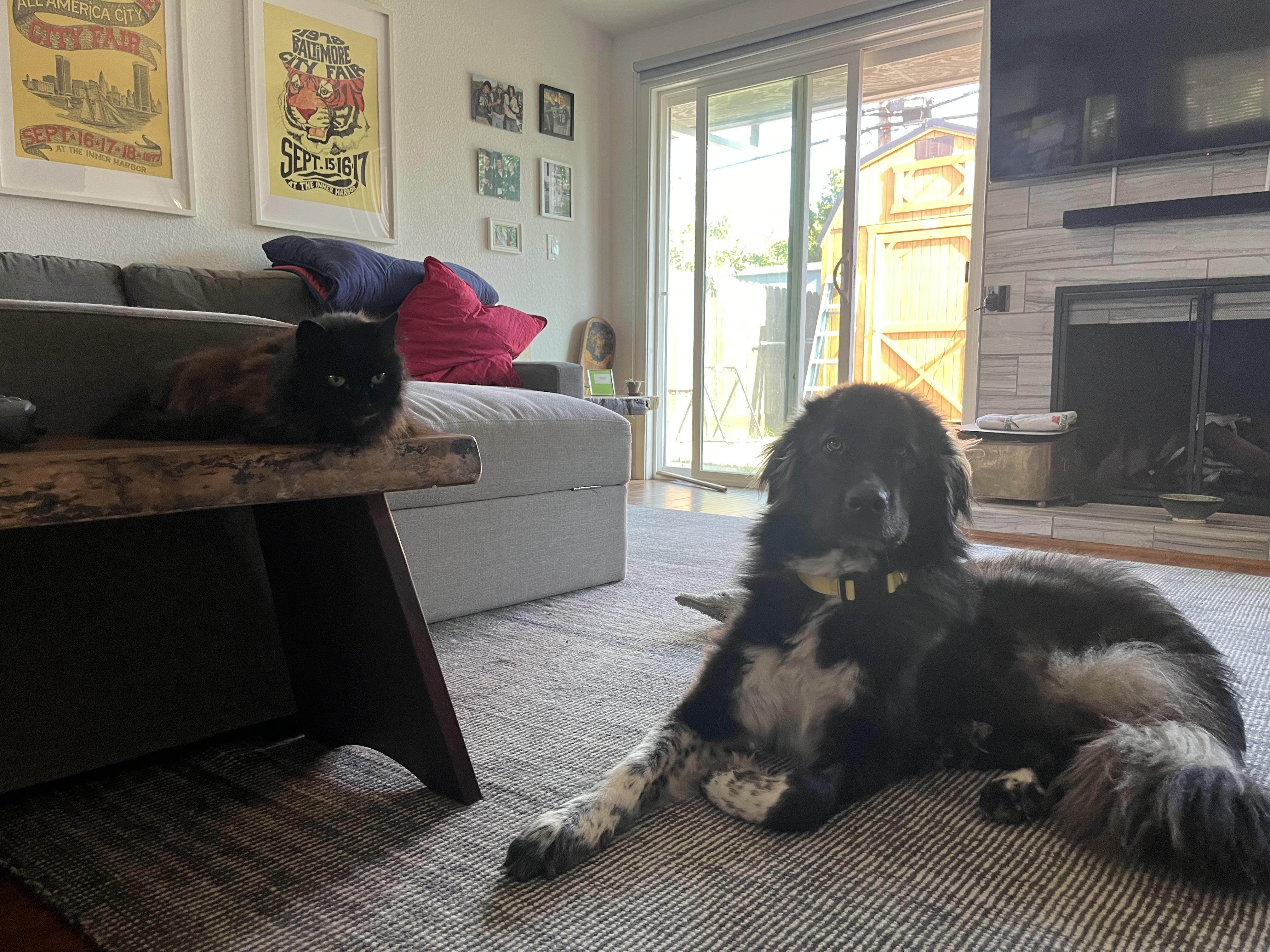 Enlarge Fig, an adopted Newfoundland Dog in Sacramento, CA image 2/4