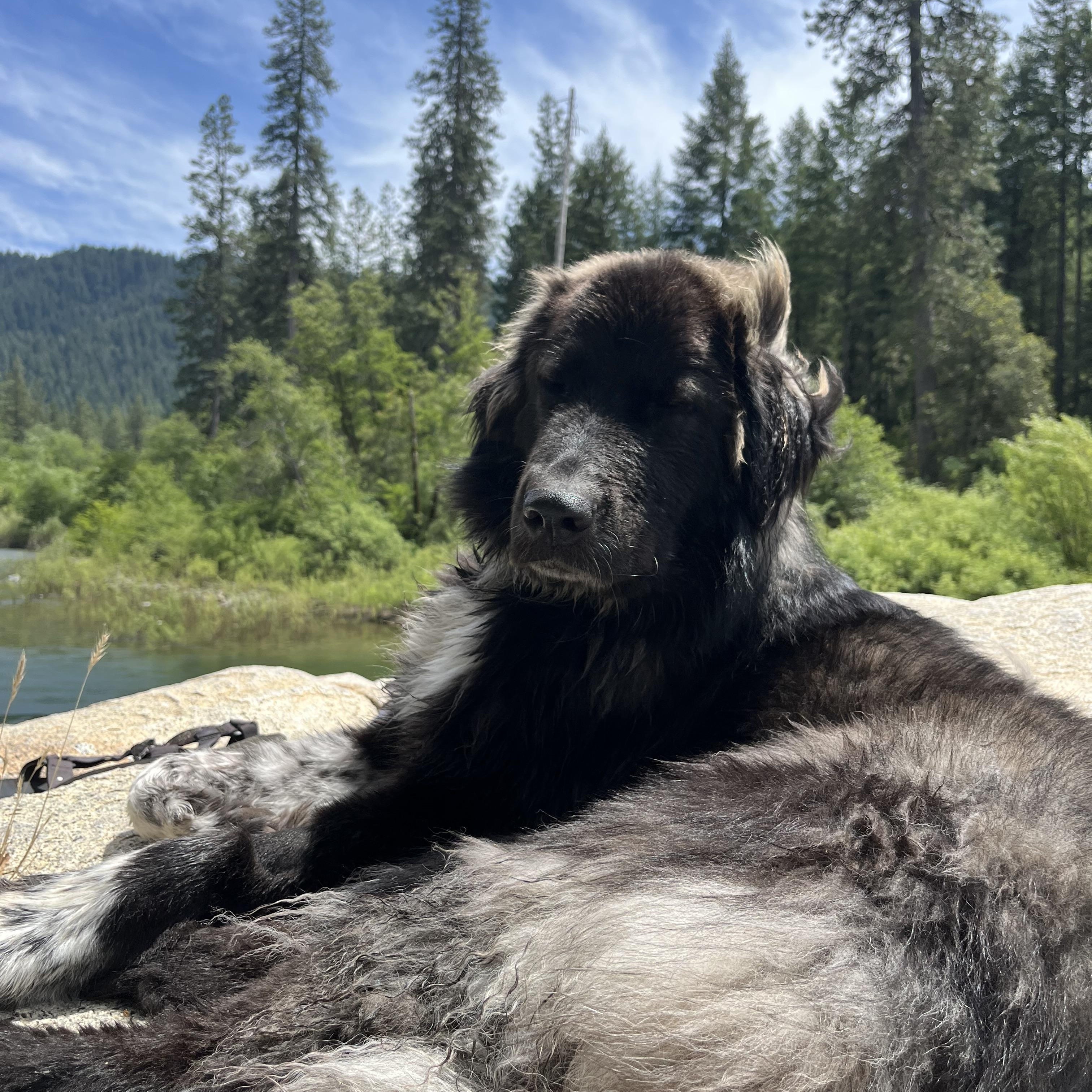 Fig, adopted, Young Female Newfoundland Dog.