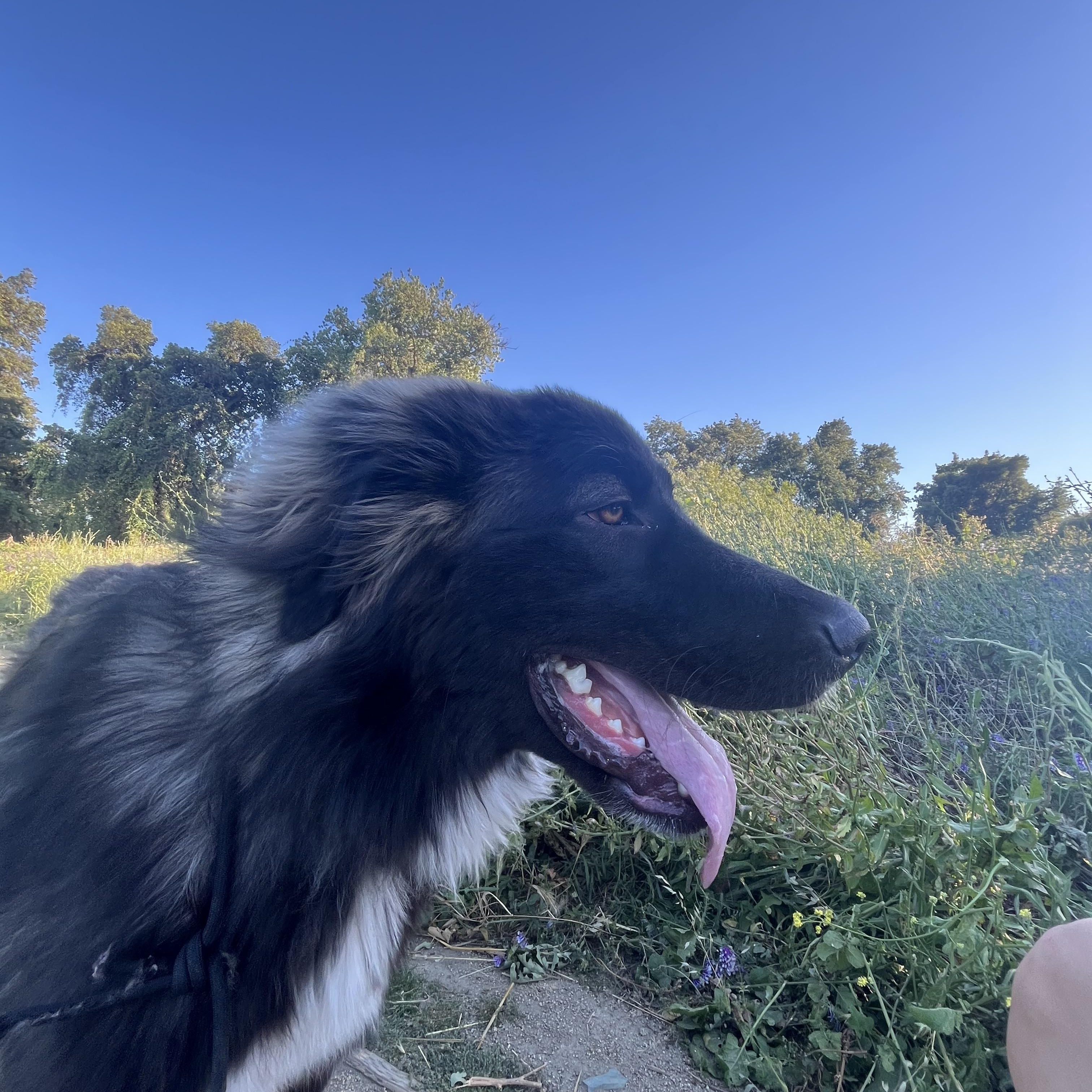 Enlarge Fig, an adopted Newfoundland Dog in Sacramento, CA image 4/4