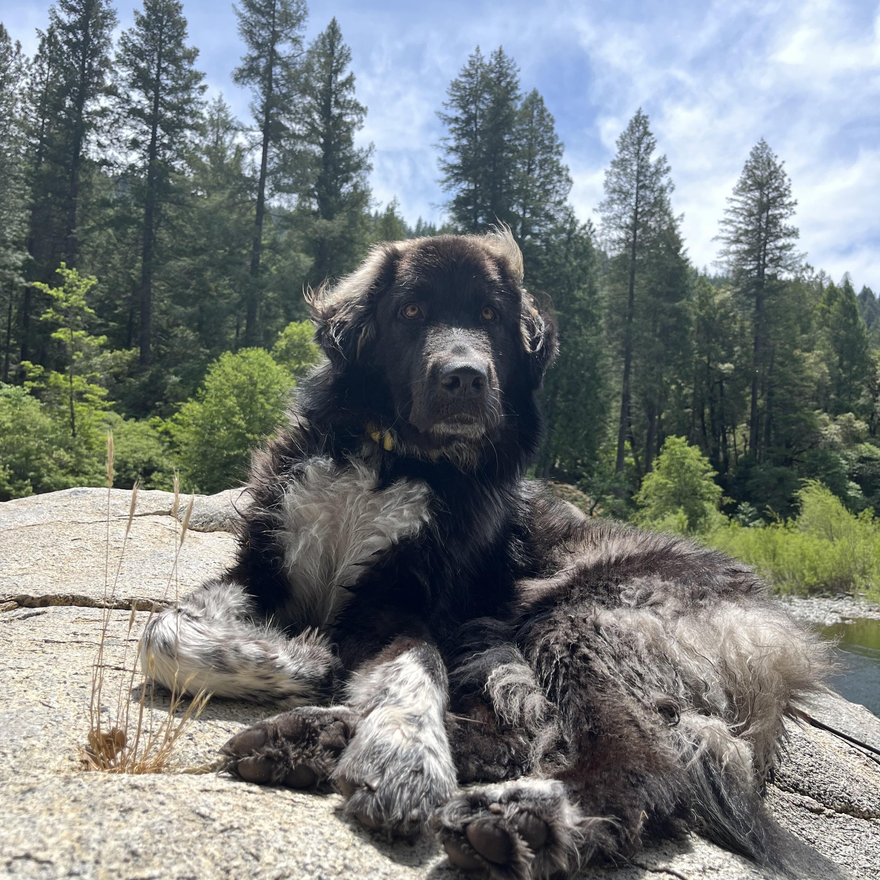 Enlarge Fig, an adopted Newfoundland Dog in Sacramento, CA image 3/4