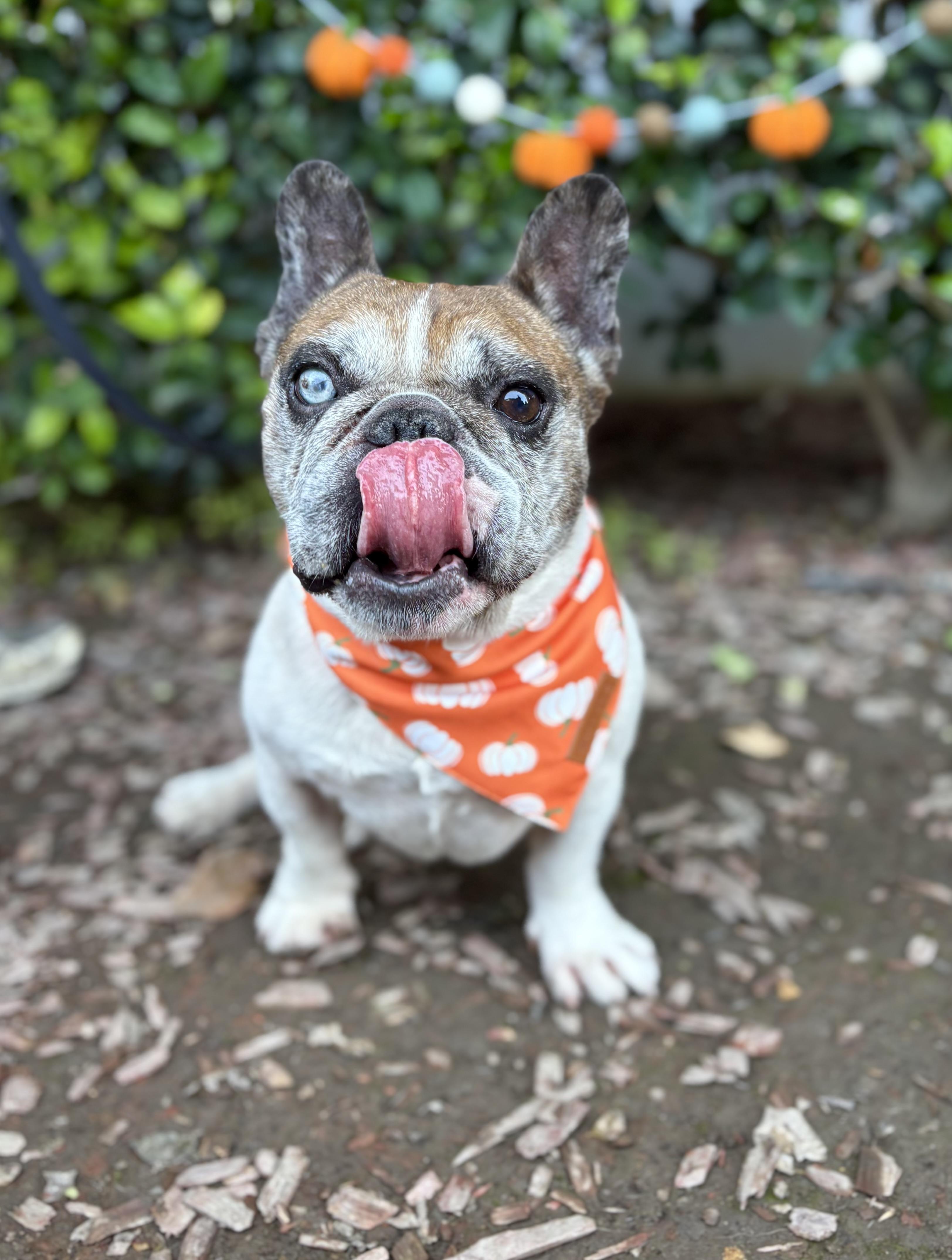 Chancho, a Adoptable French Bulldog in South El Monte, CA image 4/6