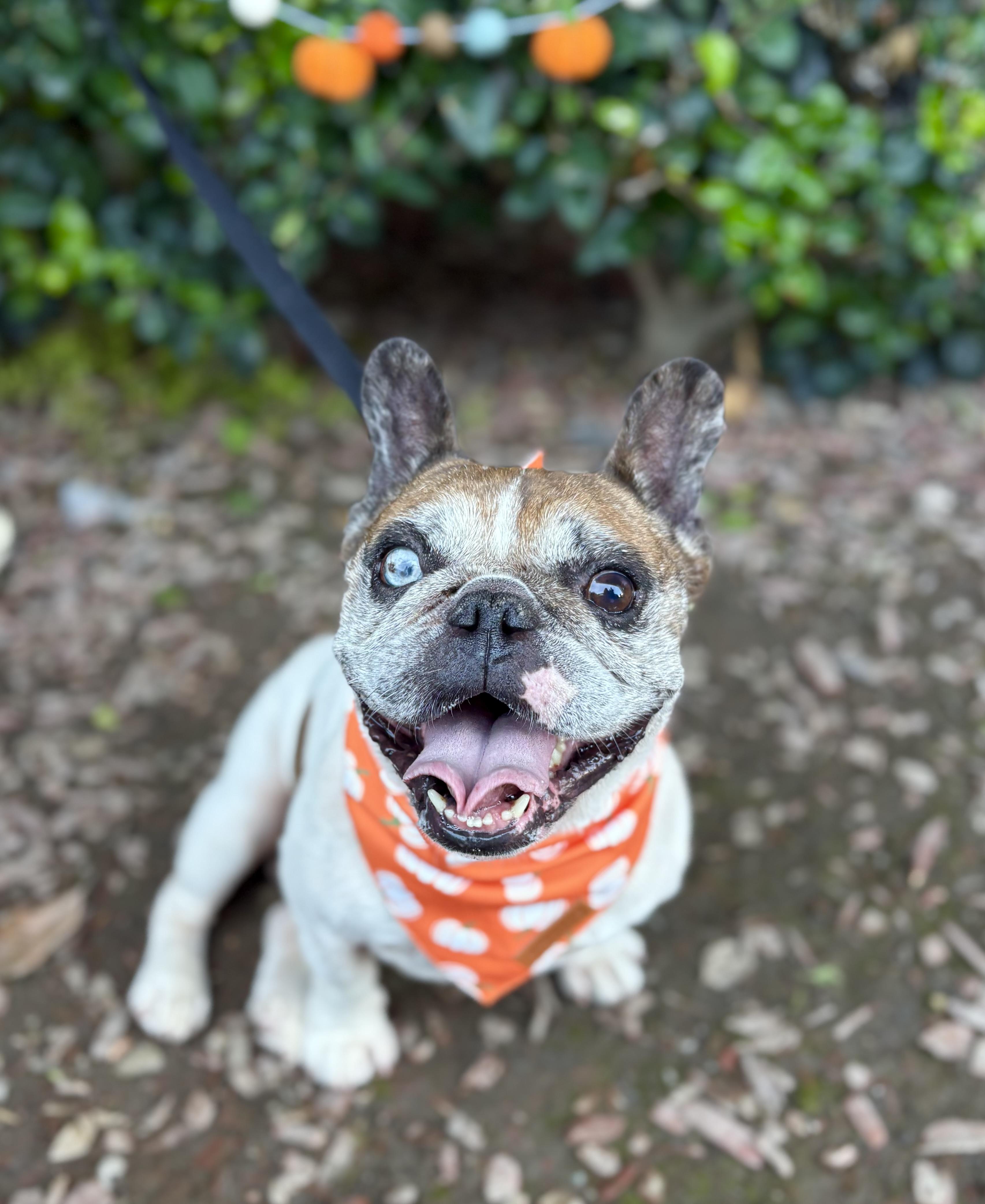 Chancho, Adoptable, Adult Male French Bulldog.