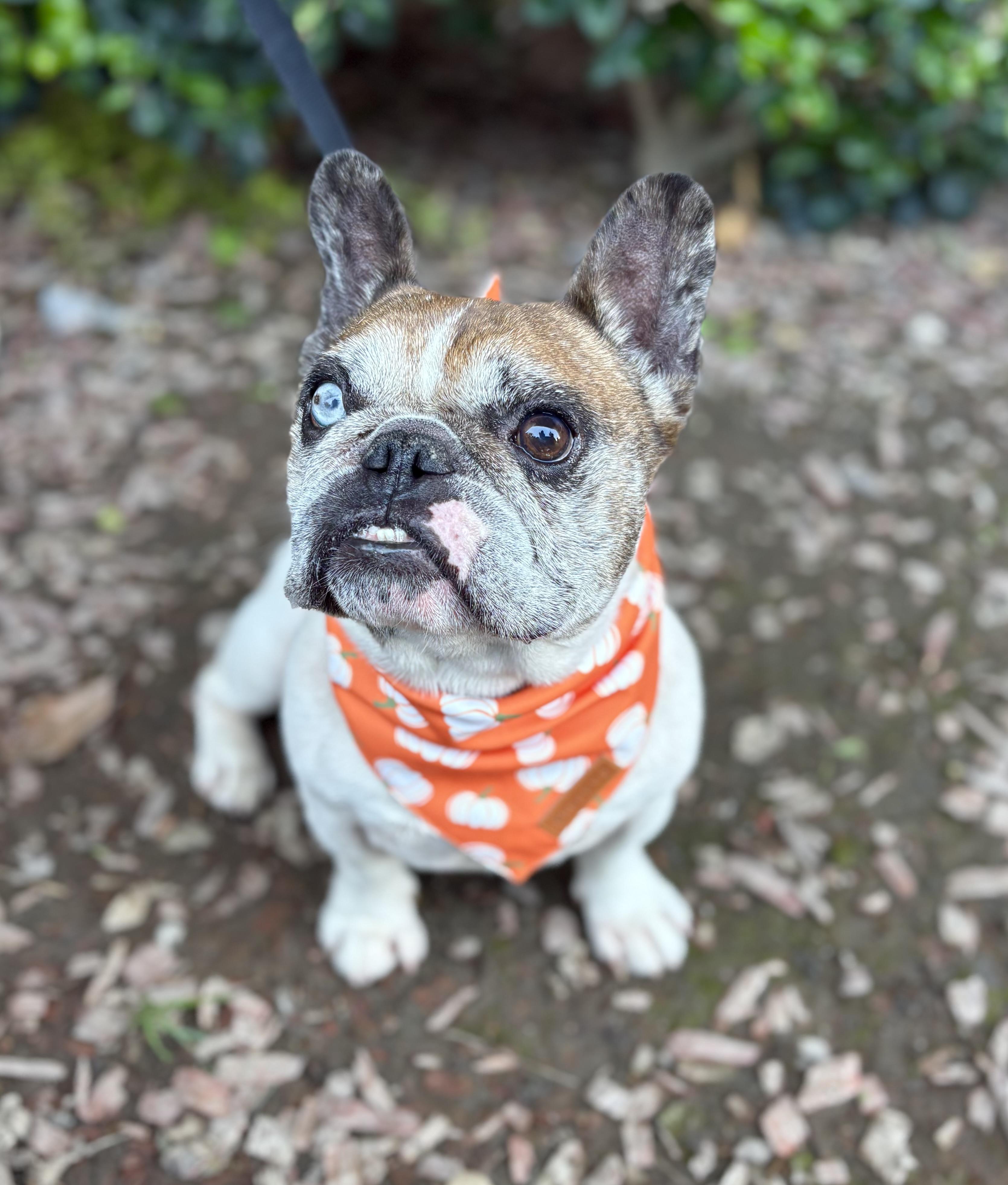 Chancho, a Adoptable French Bulldog in South El Monte, CA image 6/6