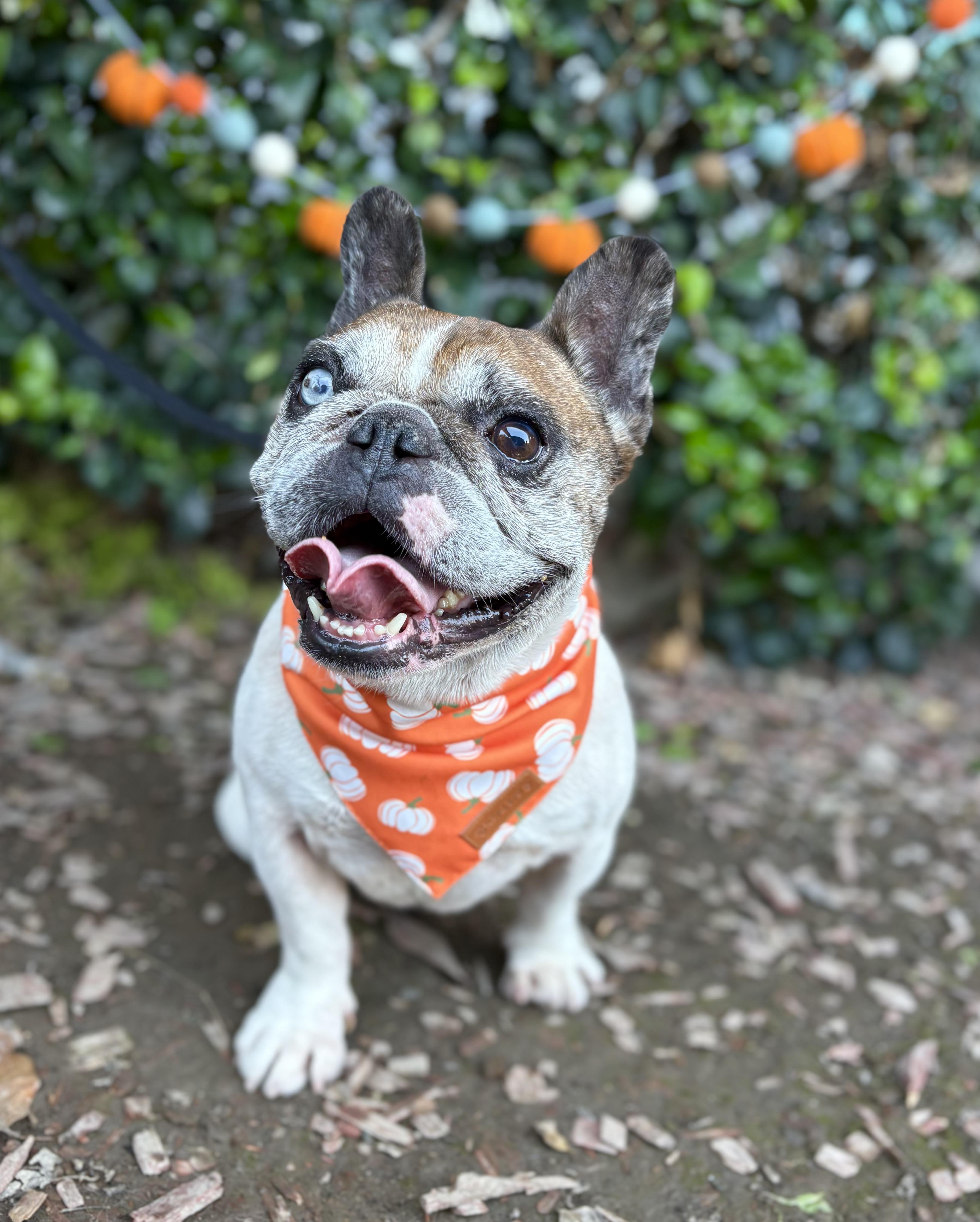 Chancho, a Adoptable French Bulldog in South El Monte, CA image 3/6