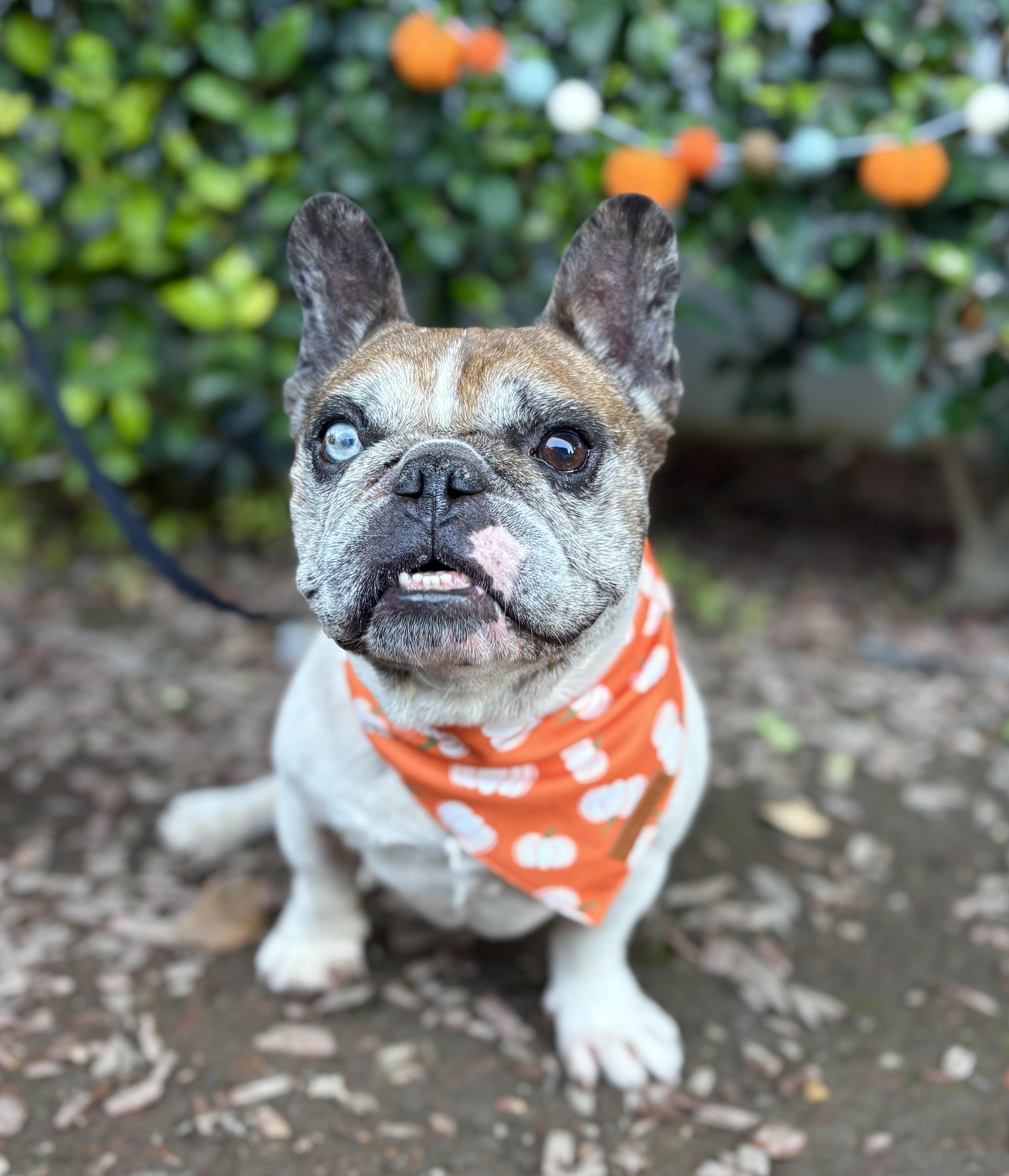 Chancho, a Adoptable French Bulldog in South El Monte, CA image 1/6