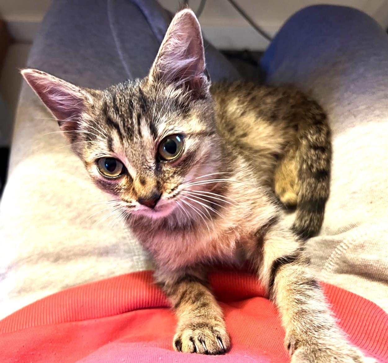 Kendall, Adoptable, Kitten Female Tabby.