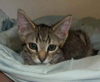 Enlarge Kendall, a Adoptable Tabby in Ypsilanti, MI image 2/4