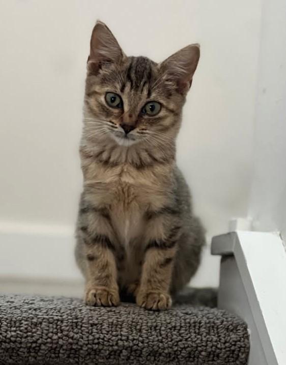 Kendall, Adoptable, Kitten Female Tabby.