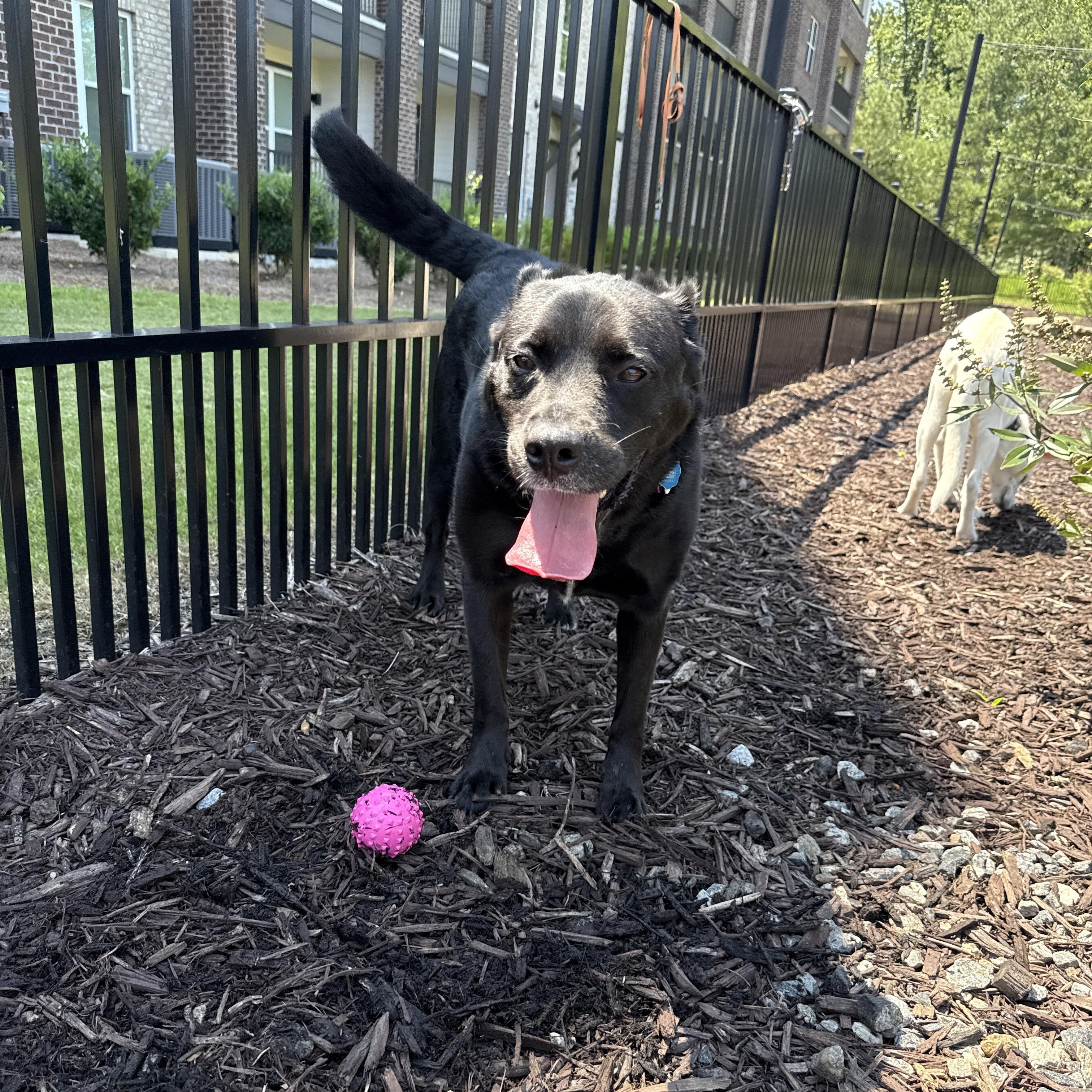 Max, a Adoptable mixed breed in Cumming, GA image 3/6