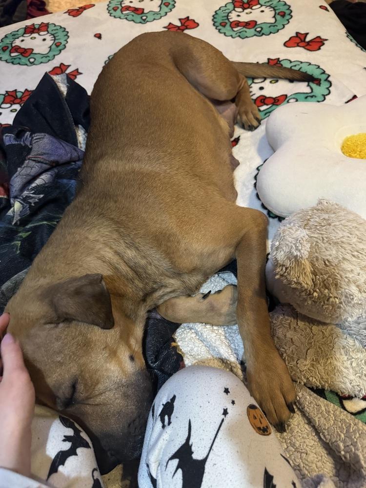 Enlarge Sweet Pea, a Adoptable mixed breed in Irwin, PA image 3/5