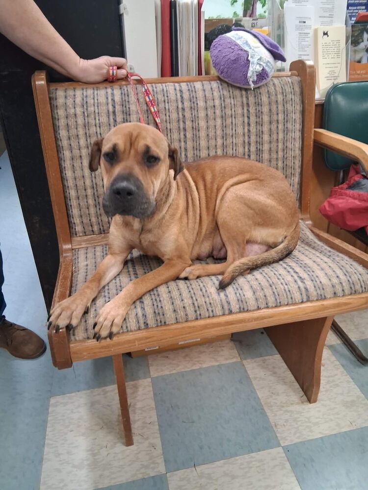 Enlarge Sweet Pea, a Adoptable mixed breed in Irwin, PA image 1/5