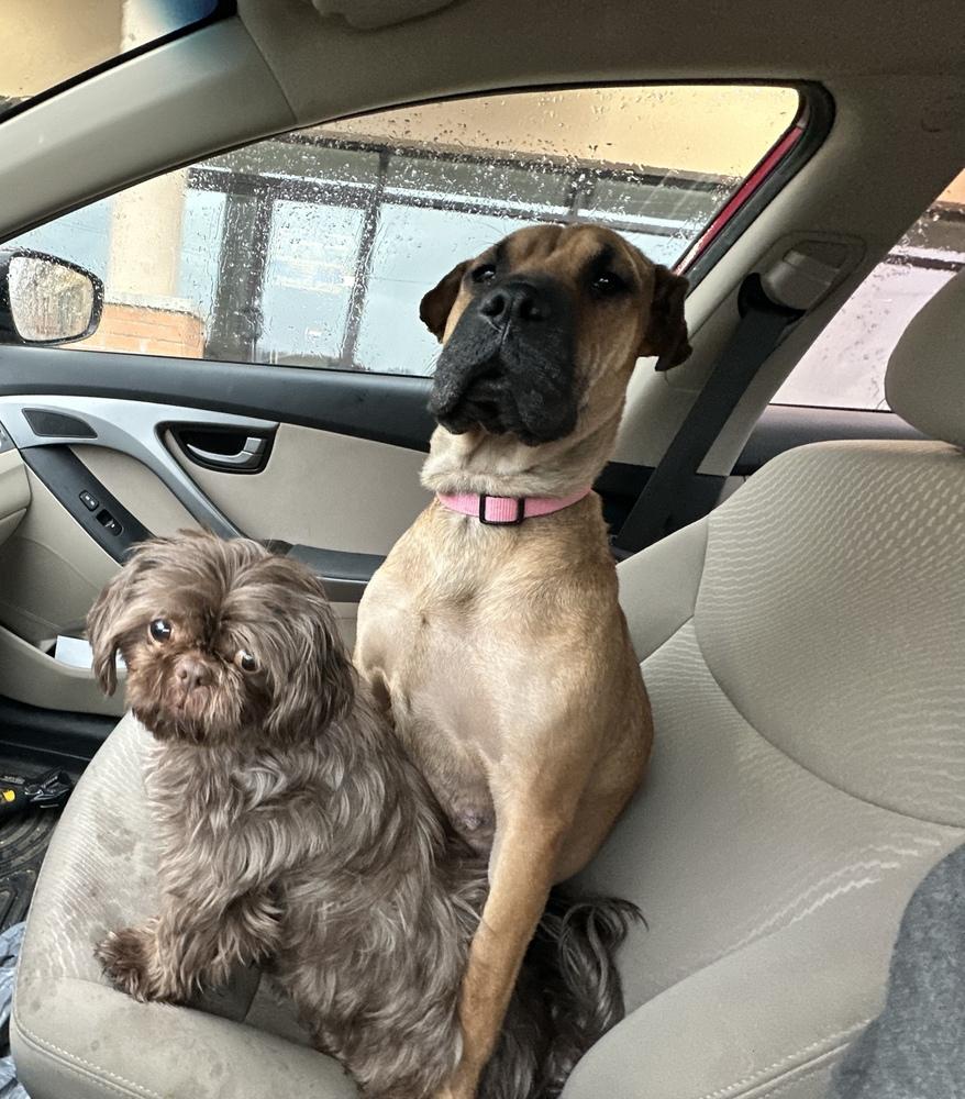 Enlarge Sweet Pea, a Adoptable mixed breed in Irwin, PA image 2/5