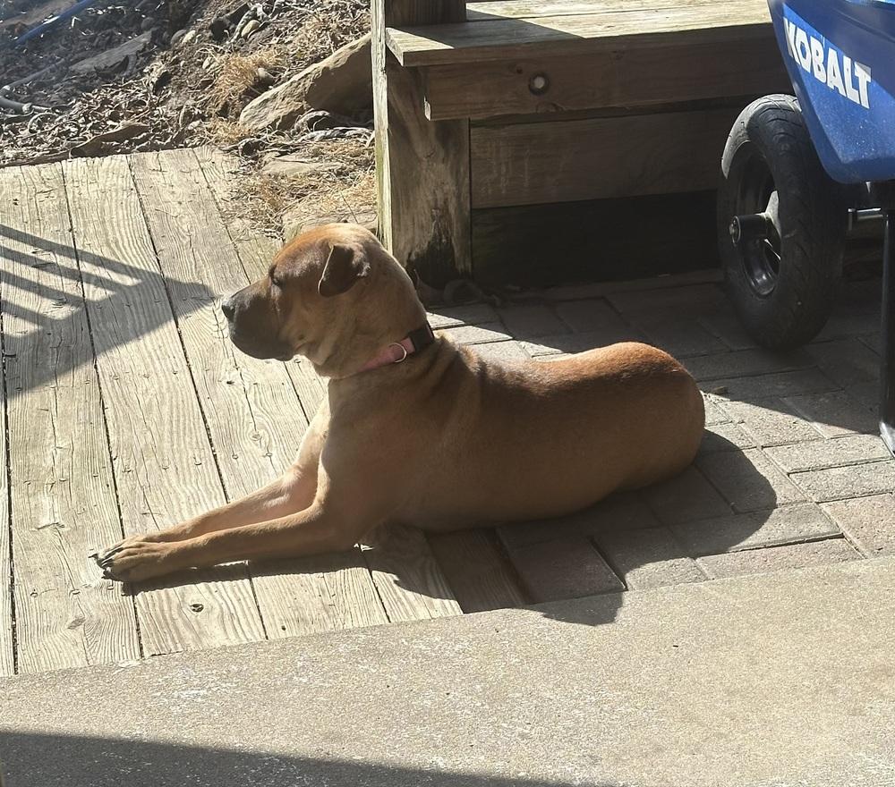 Enlarge Sweet Pea, a Adoptable mixed breed in Irwin, PA image 4/5