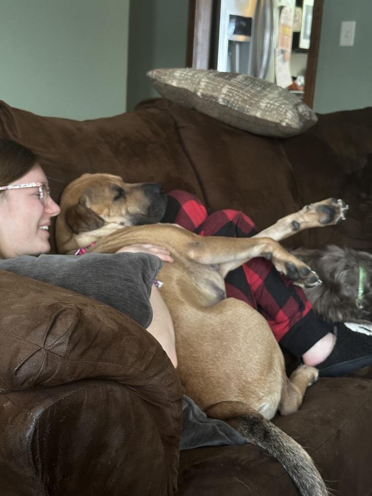 Enlarge Sweet Pea, a Adoptable mixed breed in Irwin, PA image 5/5