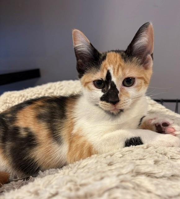 Trini (LE), Adopted, Kitten Female Domestic Short Hair.