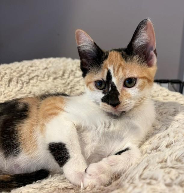 Enlarge Trini (LE), a Adopted Domestic Short Hair in Little Falls, NJ image 2/3