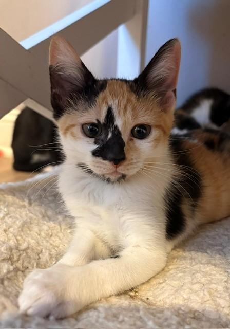 Enlarge Trini (LE), a Adopted Domestic Short Hair in Little Falls, NJ image 3/3