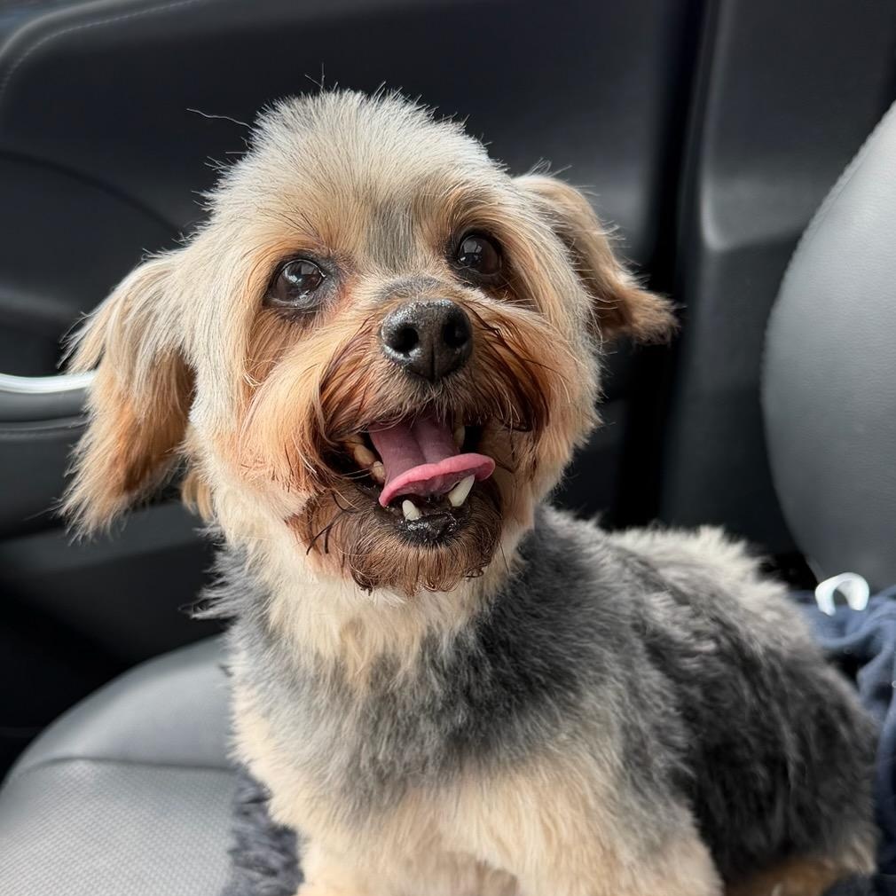 Sally Beans, ADOPTABLE, Senior Female Yorkshire Terrier.
