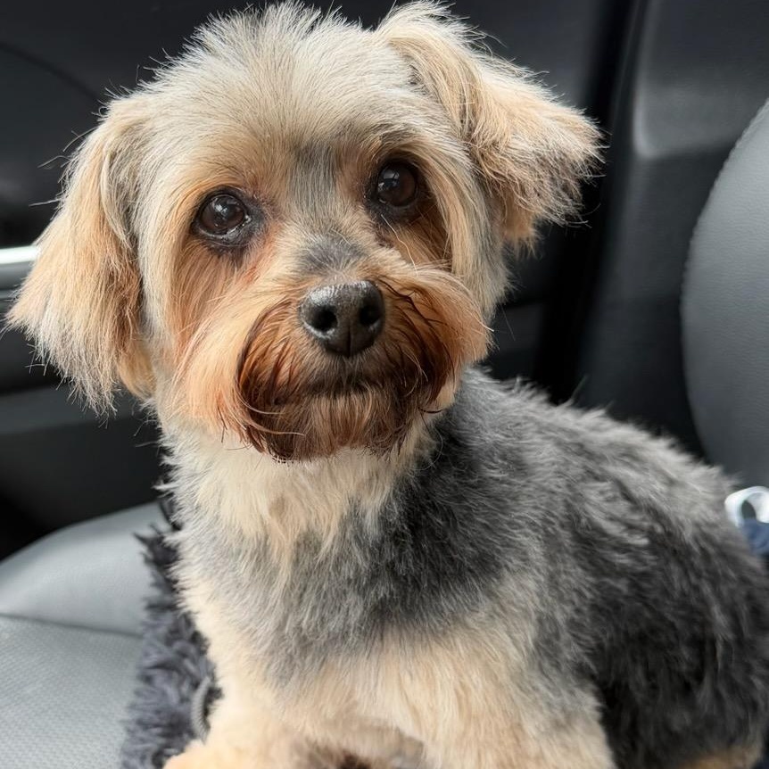 Enlarge Sally Beans, a ADOPTABLE Yorkshire Terrier in Honeoye, NY image 3/3