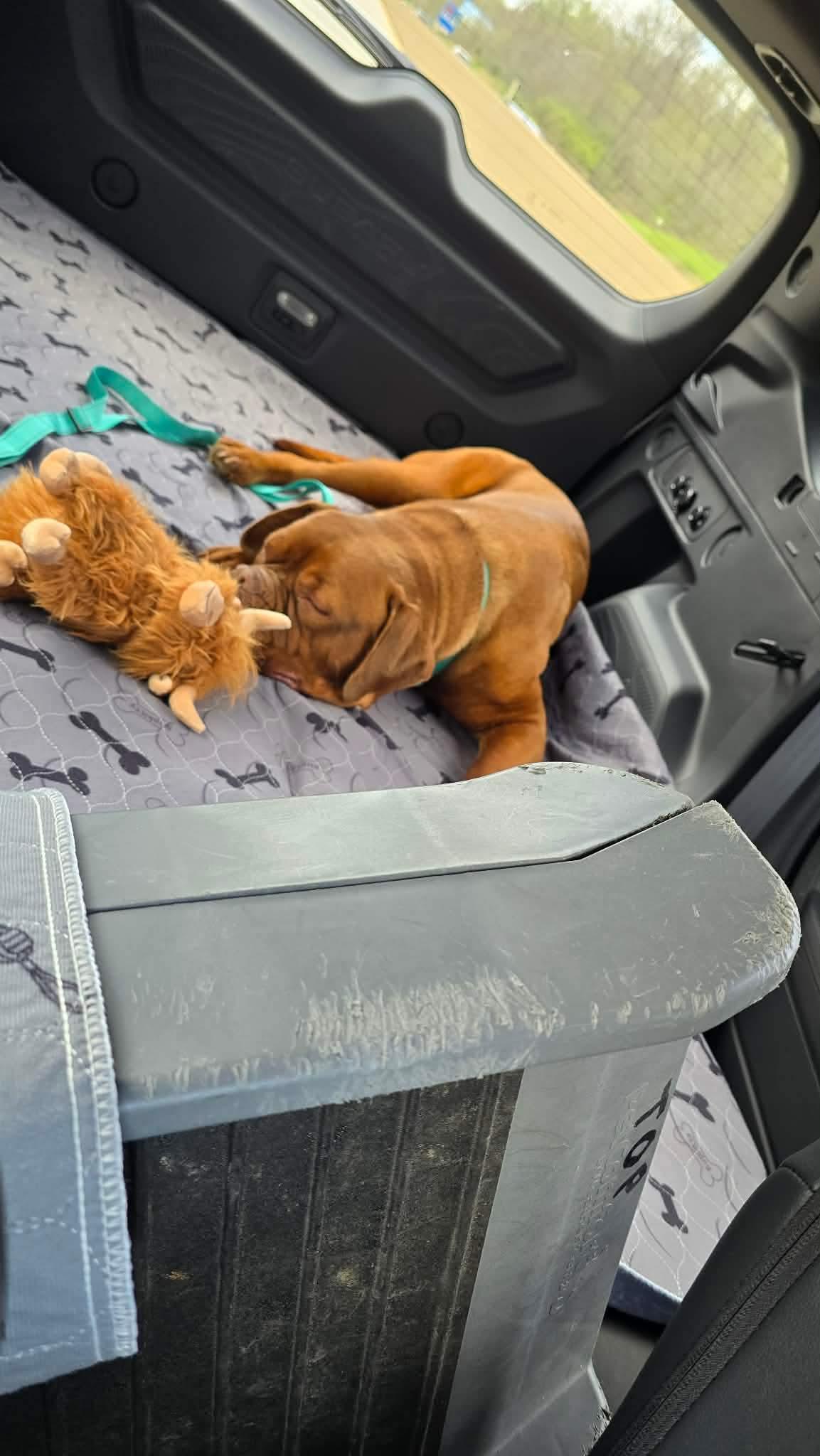 Reba, Adoptable, Young Female Dogue de Bordeaux.