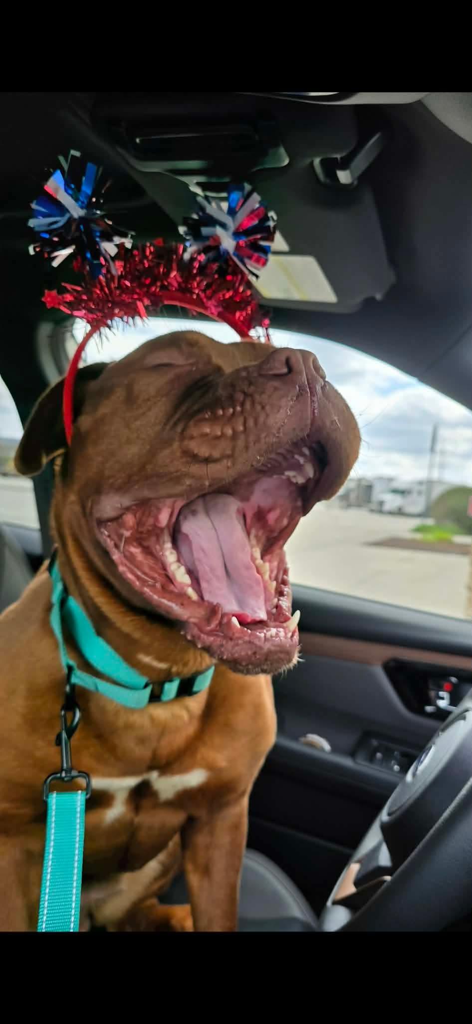 Reba, a Adoptable Dogue de Bordeaux in Chambersburg, PA image 2/3