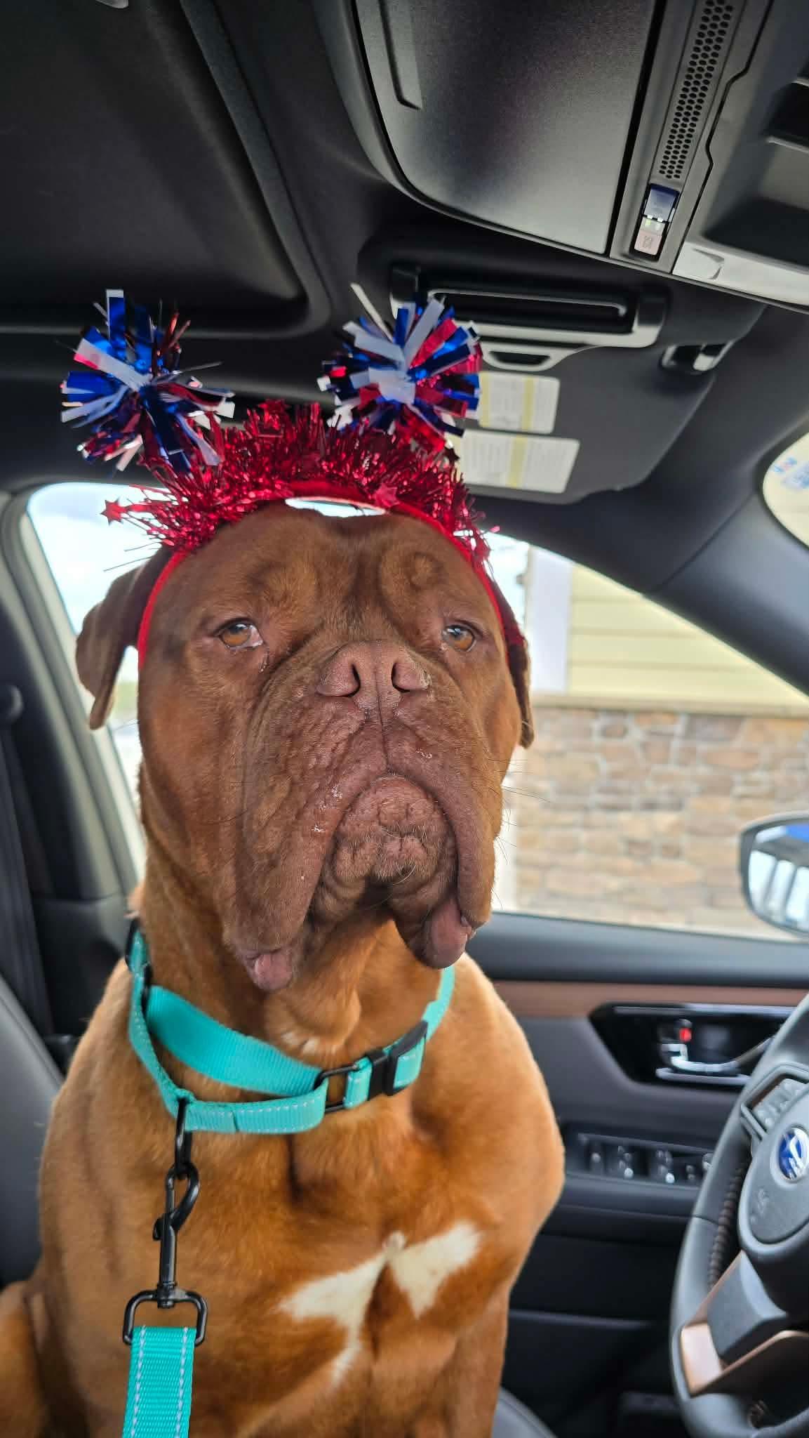 Reba, a Adoptable Dogue de Bordeaux in Chambersburg, PA image 3/3