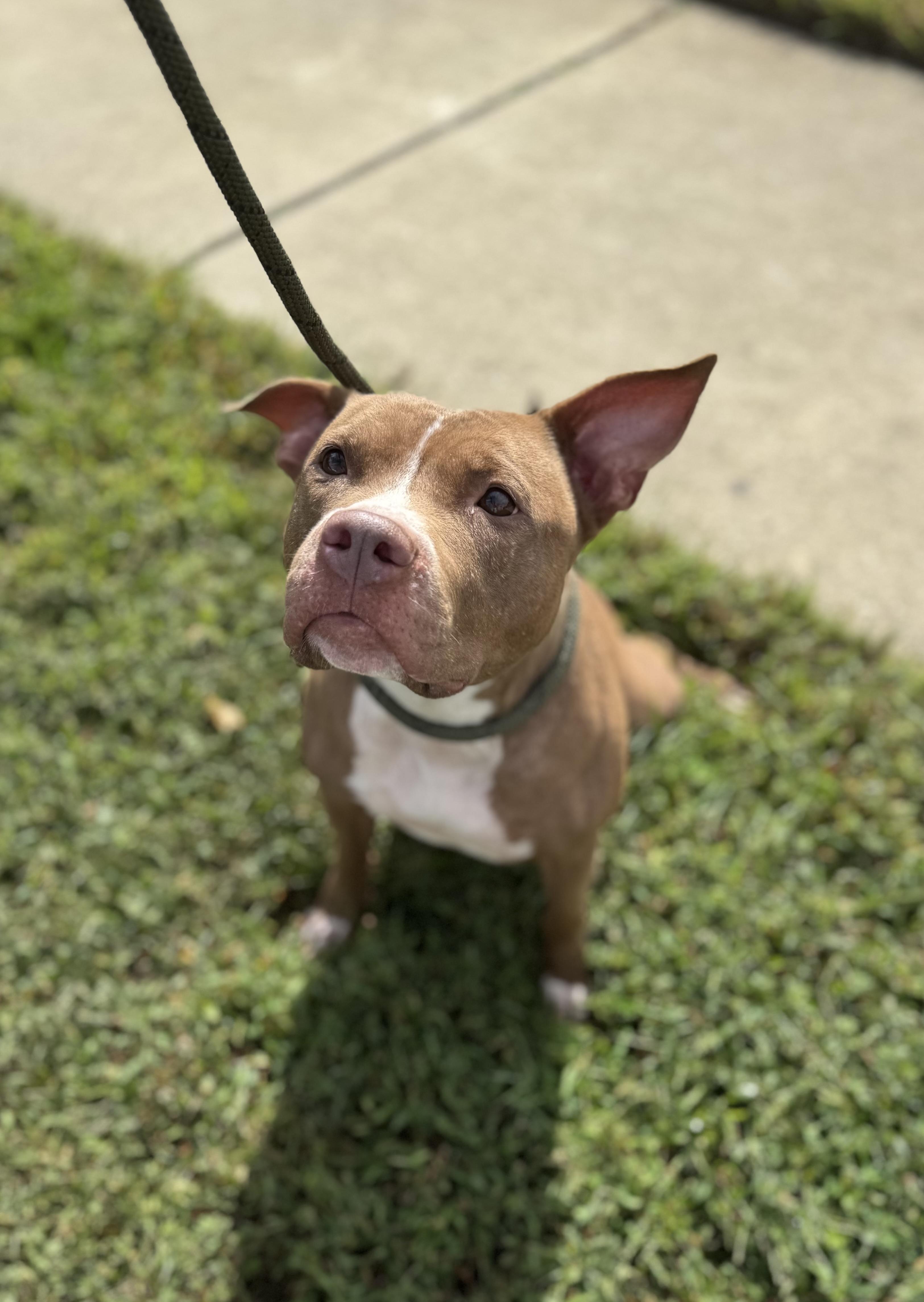 Autumn, a Adoptable mixed breed in Arlington, VA image 2/6