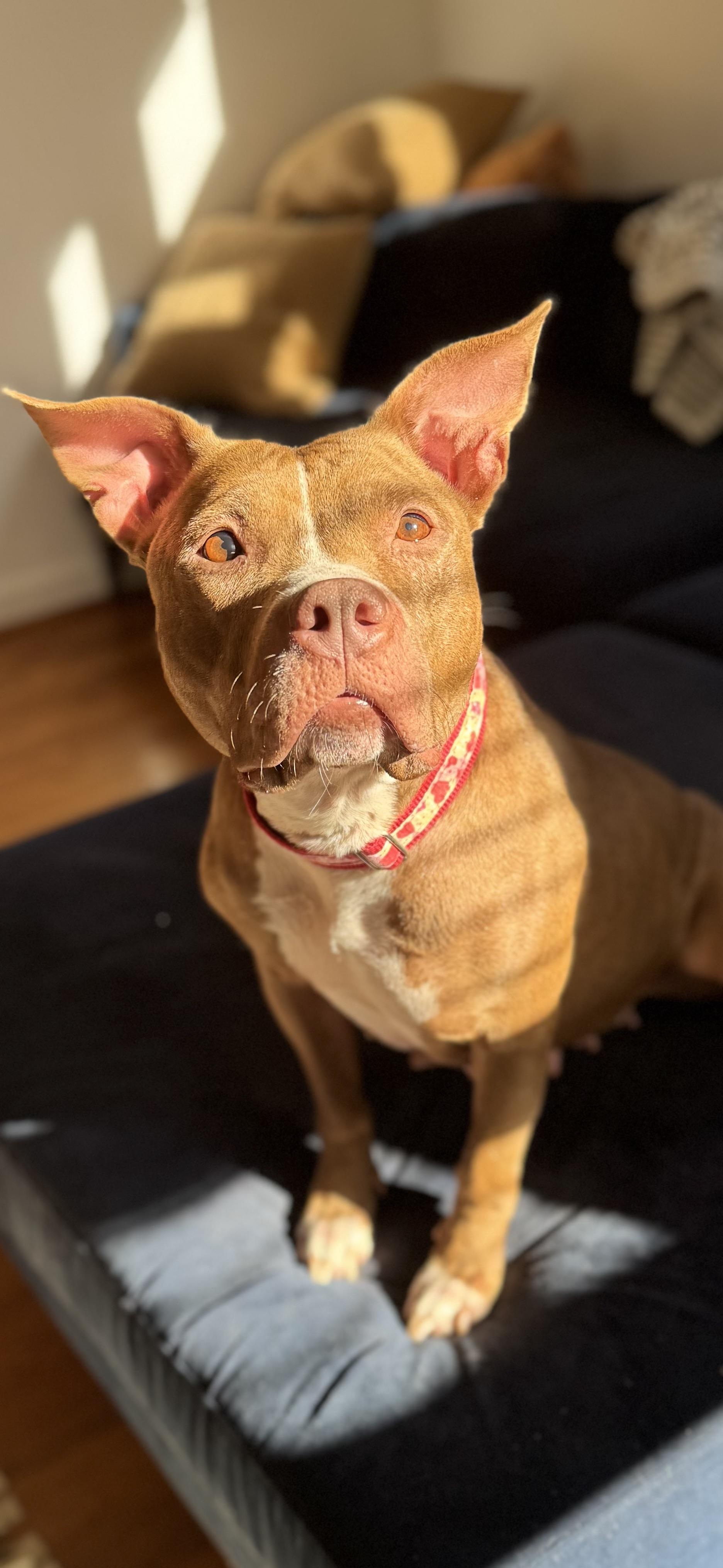 Autumn, a Adoptable mixed breed in Arlington, VA image 3/6