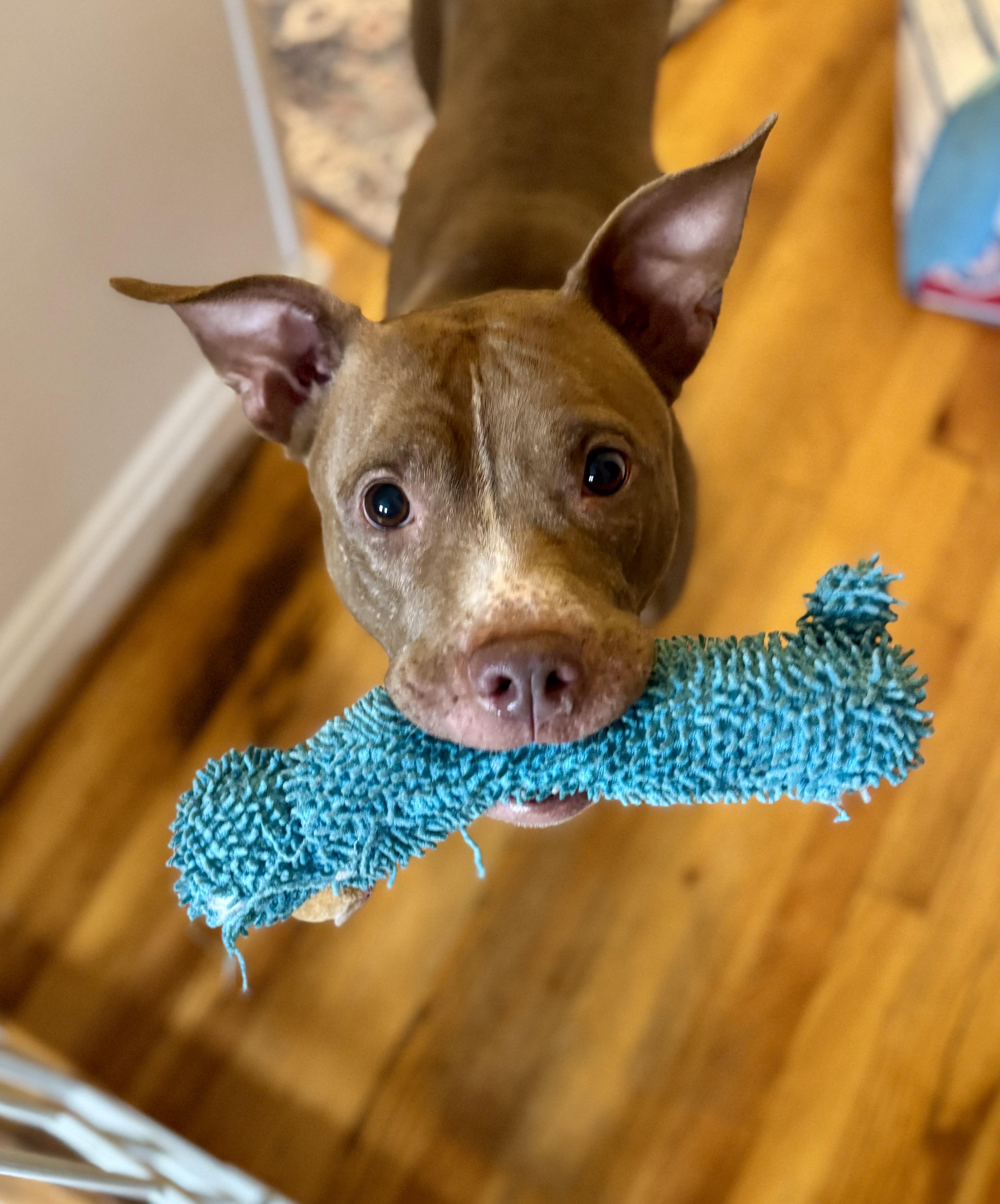 Autumn, a Adoptable mixed breed in Arlington, VA image 1/6