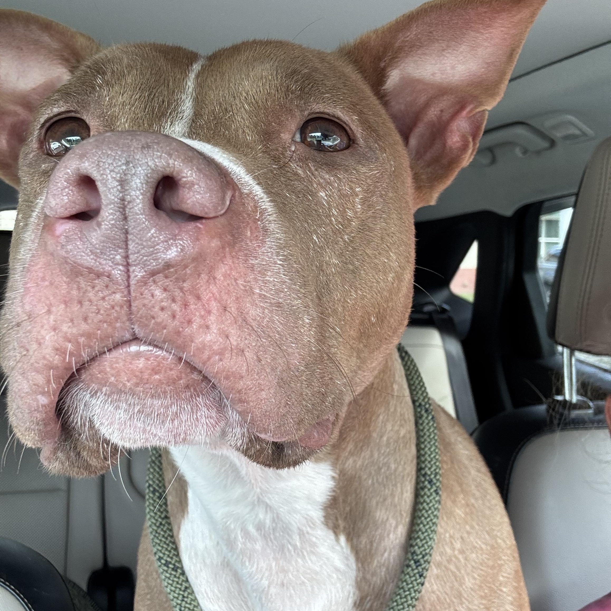 Autumn, a Adoptable mixed breed in Arlington, VA image 4/6