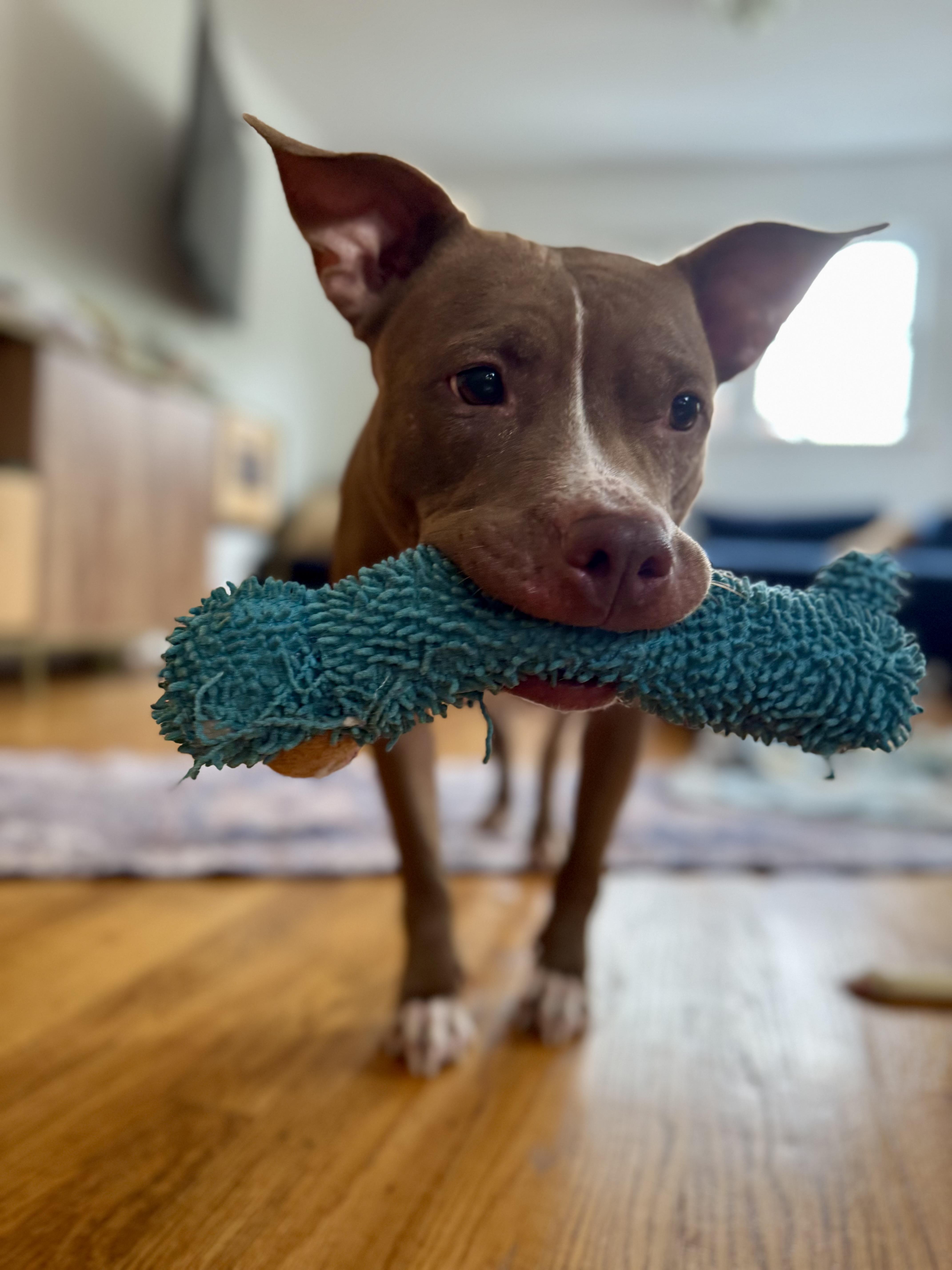 Autumn, a Adoptable mixed breed in Arlington, VA image 6/6