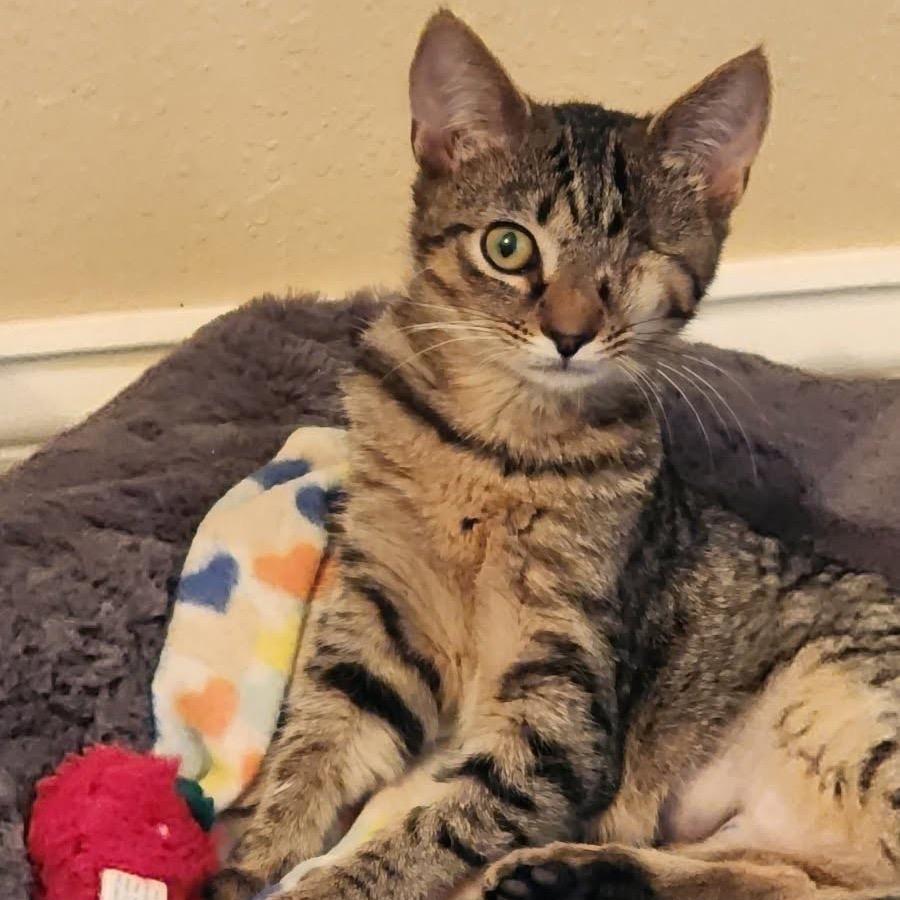 Olive, a Adoptable Domestic Short Hair in Knoxville, TN image 1/3