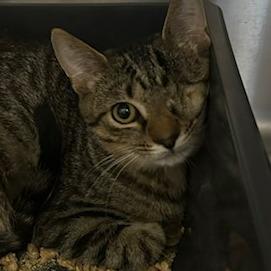 Olive, a Adoptable Domestic Short Hair in Knoxville, TN image 2/3