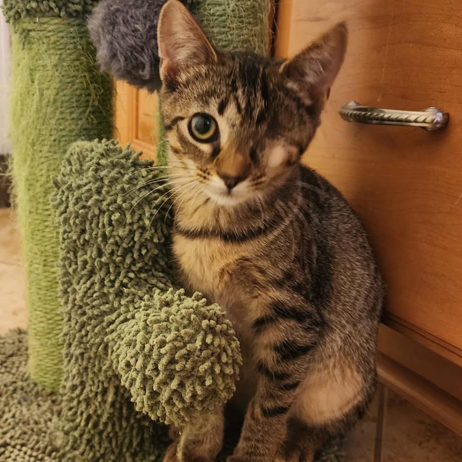 Olive, a Adoptable Domestic Short Hair in Knoxville, TN image 3/3