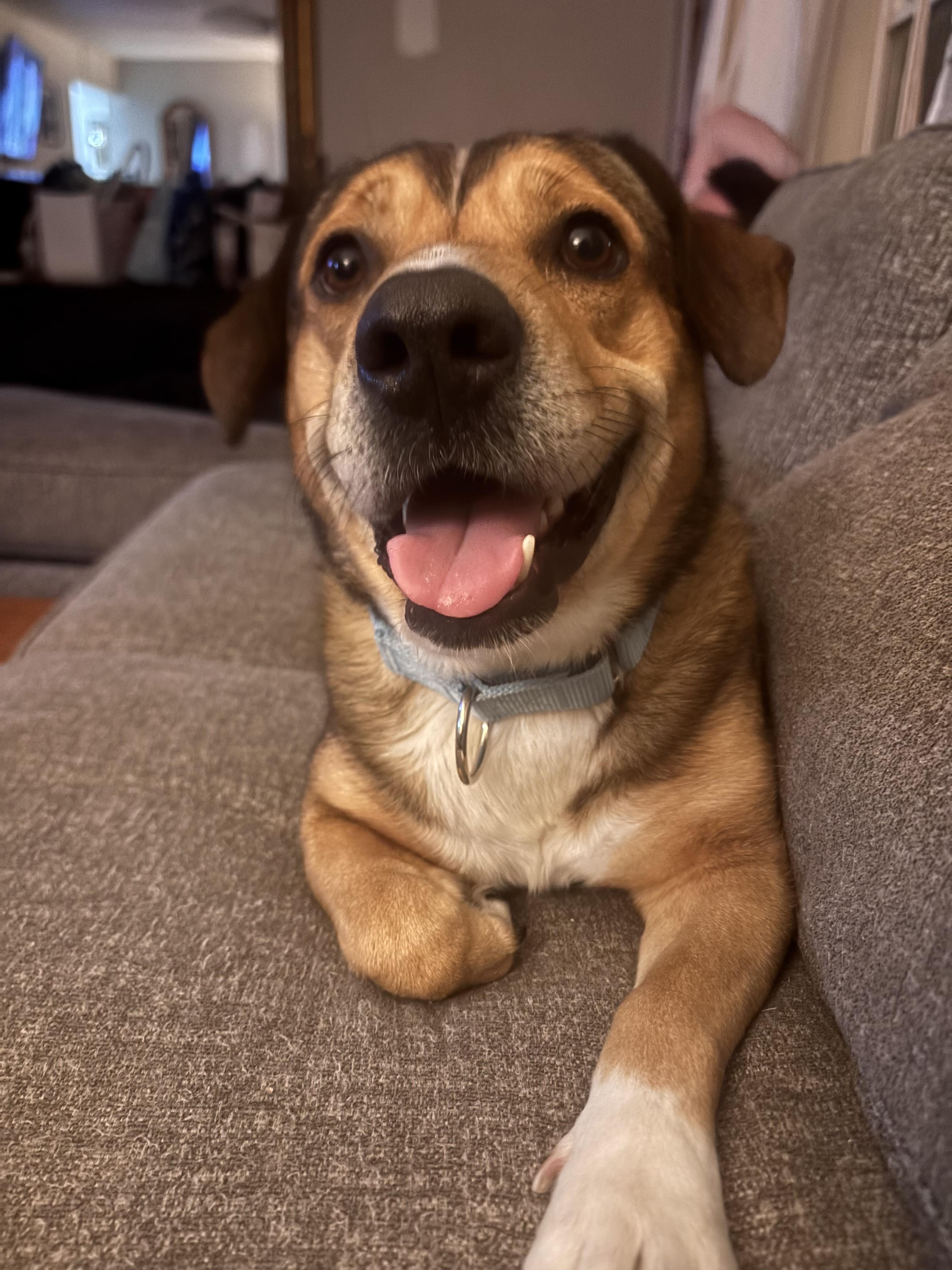 Enlarge Apollo, a ADOPTABLE mixed breed in tampa, FL image 3/3