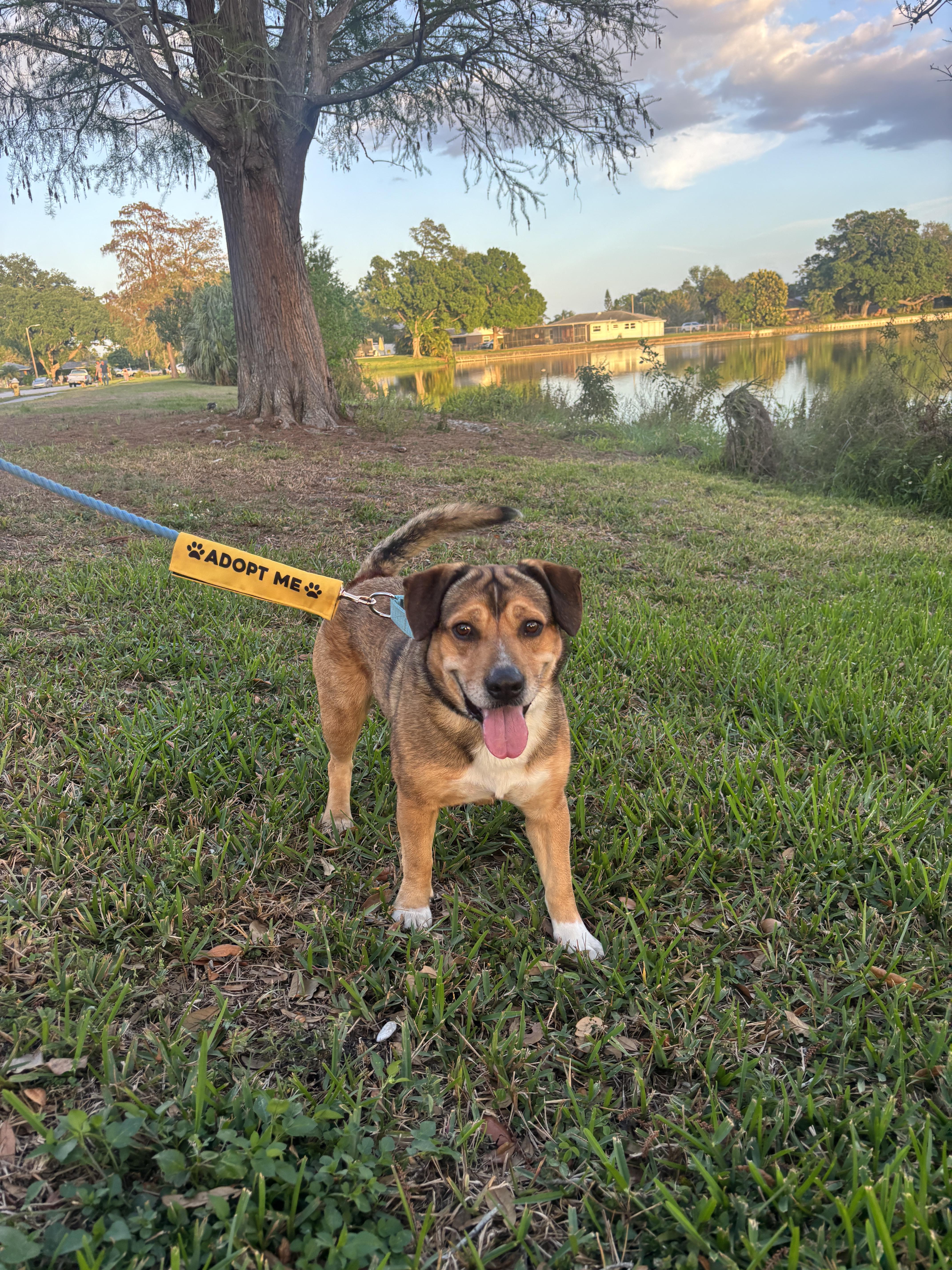 Enlarge Apollo, a ADOPTABLE mixed breed in tampa, FL image 2/3