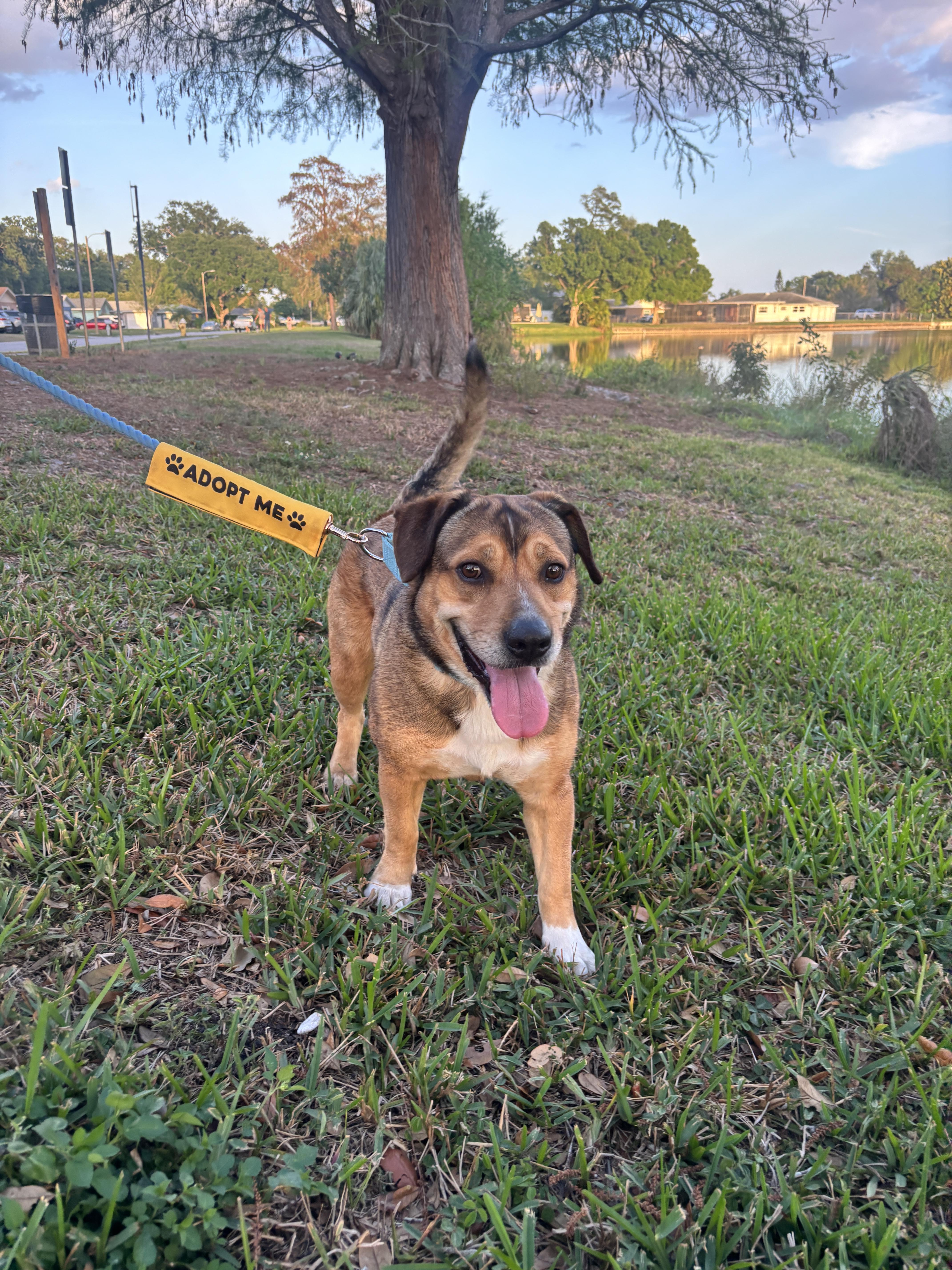 Apollo, ADOPTABLE, Adult Male Australian Shepherd.