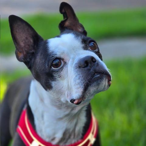 Enlarge NAOMI, a Adoptable Boston Terrier in Decatur, AL image 3/6