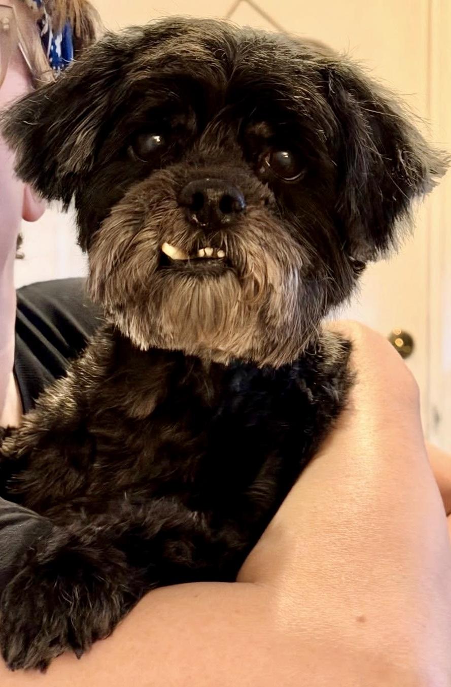 Enlarge Rex, an adopted Shih Tzu in Washington, DC image 1/1