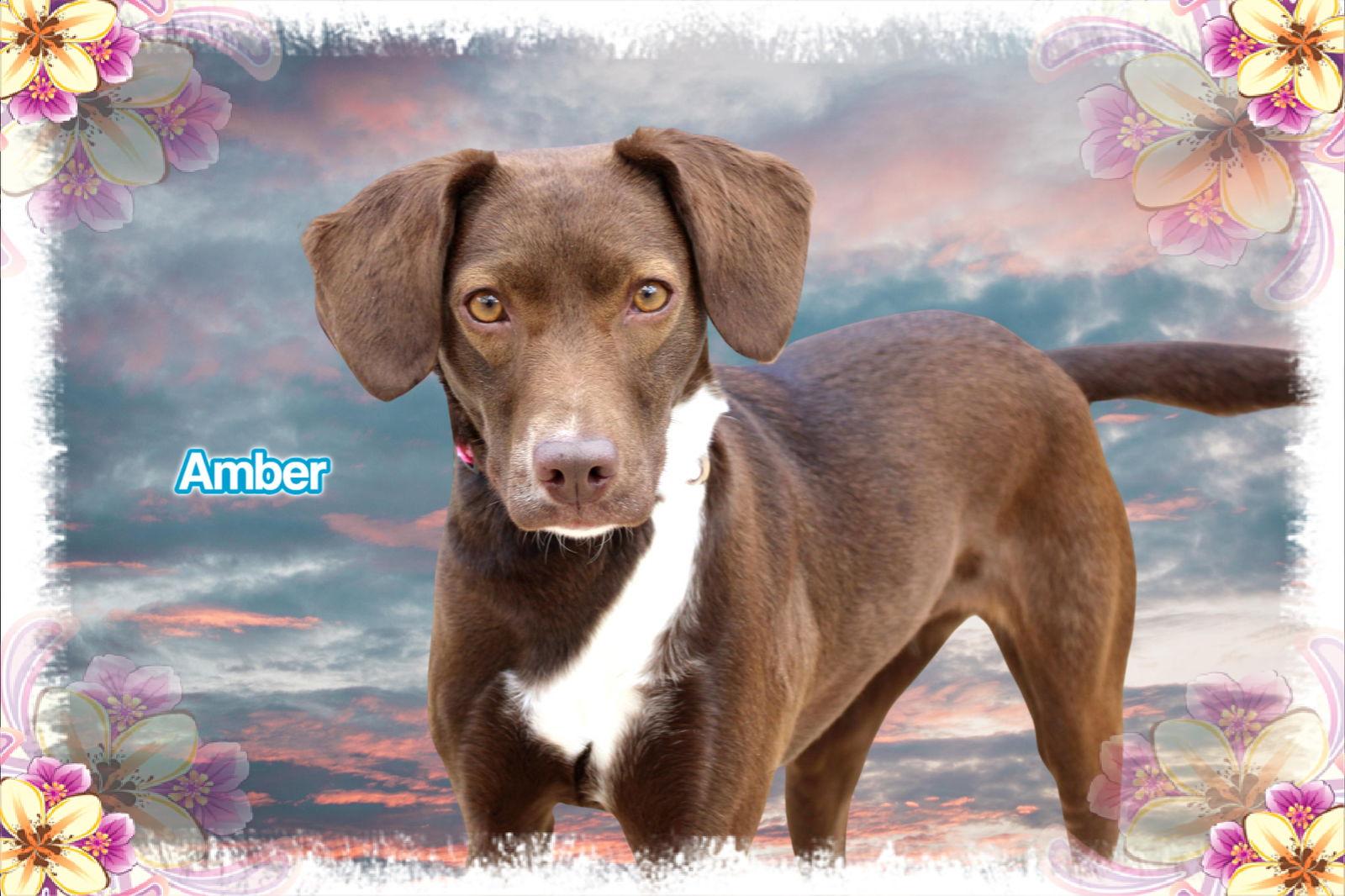 Amber, Adoptable, Young Female Brittany Spaniel & Labrador Retriever.