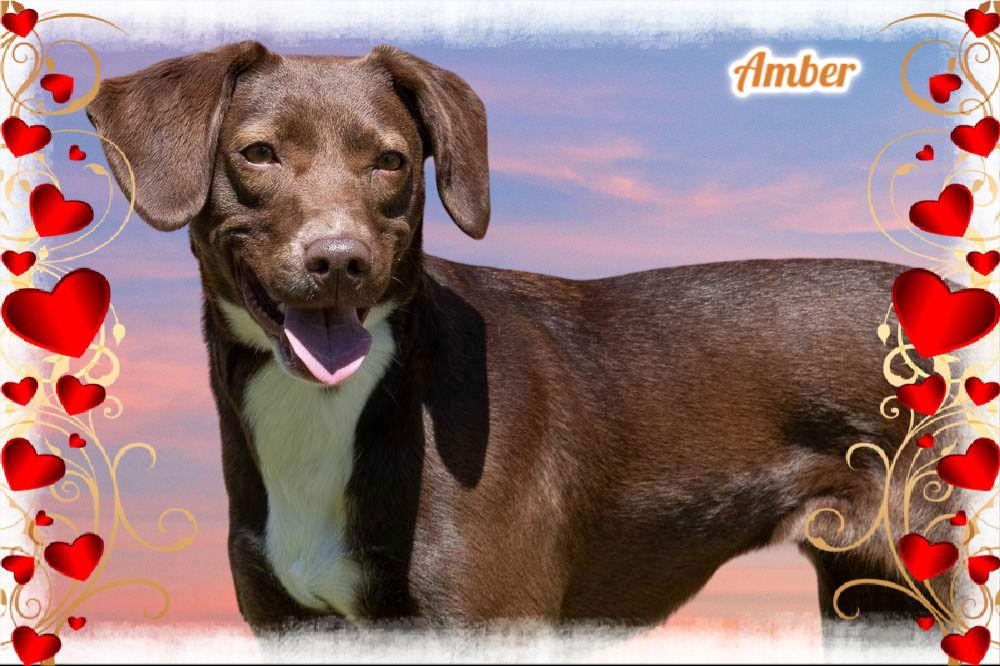 Amber, Adoptable, Adult Female Brittany Spaniel & Labrador Retriever.