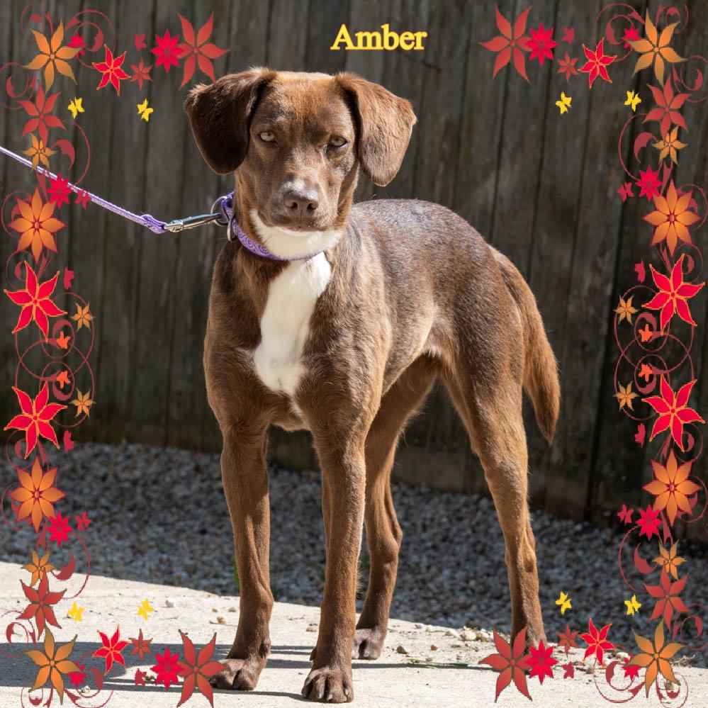 Amber, a Adoptable mixed breed in New Castle, DE image 3/3