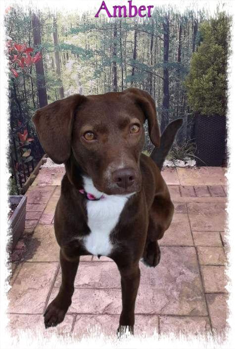 Amber, a Adoptable mixed breed in New Castle, DE image 3/3