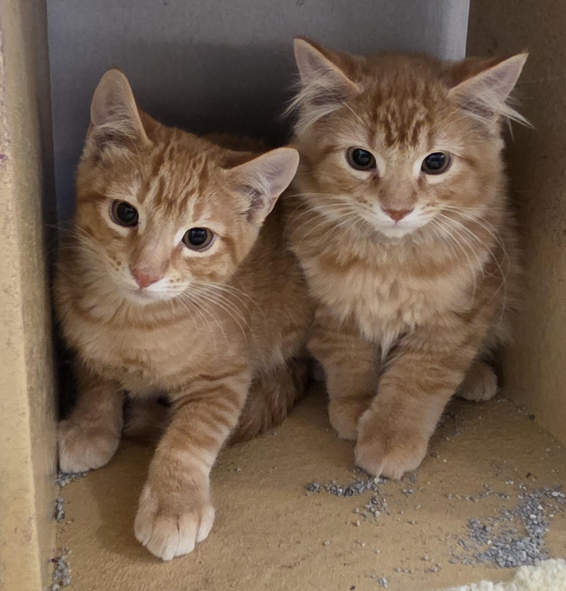 Sparky and Blaze, an adopted Tabby in Millville, UT image 2/3
